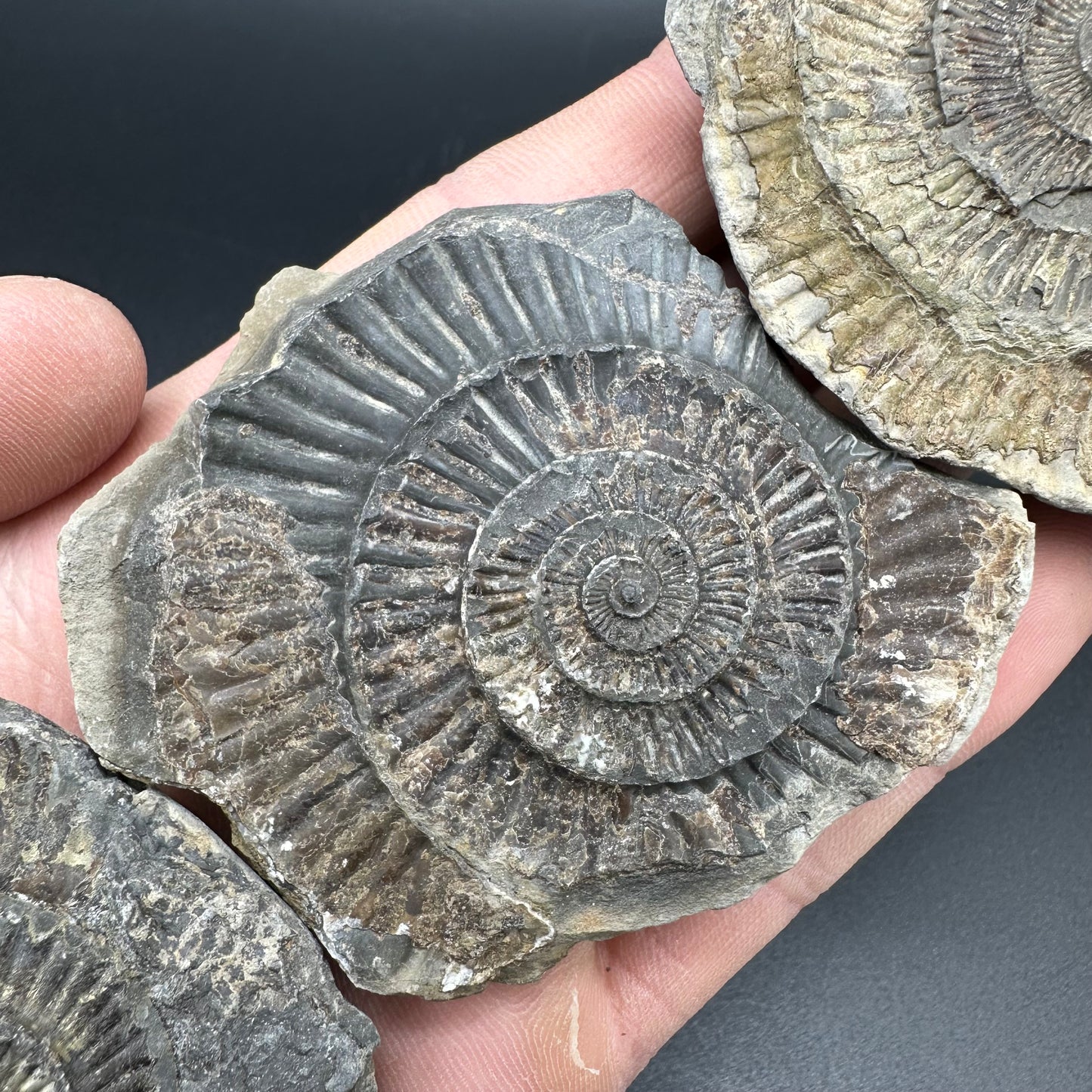 Dactylioceras imprint (negative) bundle ammonite shell fossil with box - Whitby, North Yorkshire, Yorkshire Fossils
