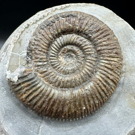 Dactylioceras semicelatum Ammonite fossil with box and stand - Whitby, North Yorkshire Jurassic Coast Yorkshire Fossils