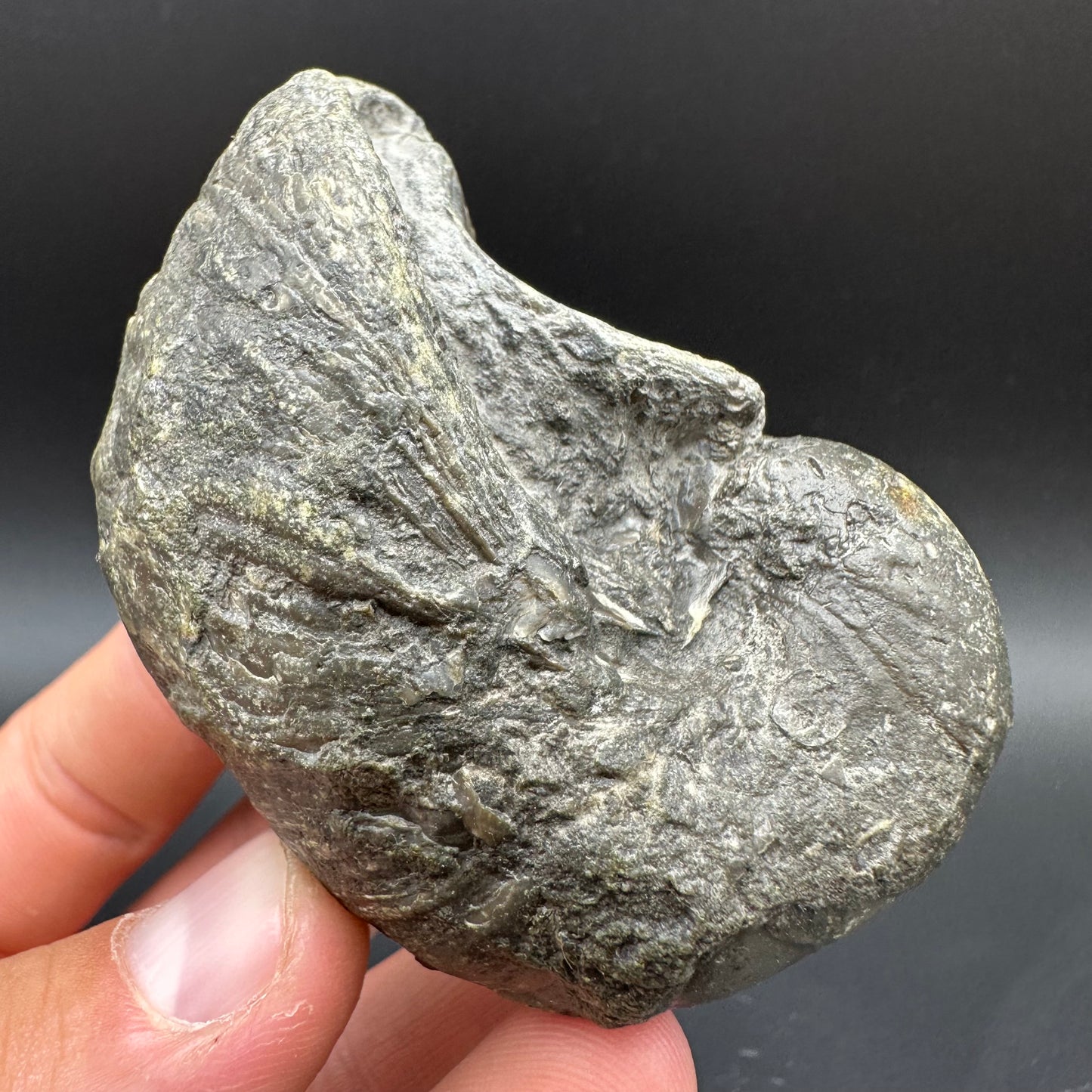Gryphaea shell fossil with box and stand - Whitby, North Yorkshire, Jurassic Coast, Yorkshire Fossils found on the Jurassic Coast