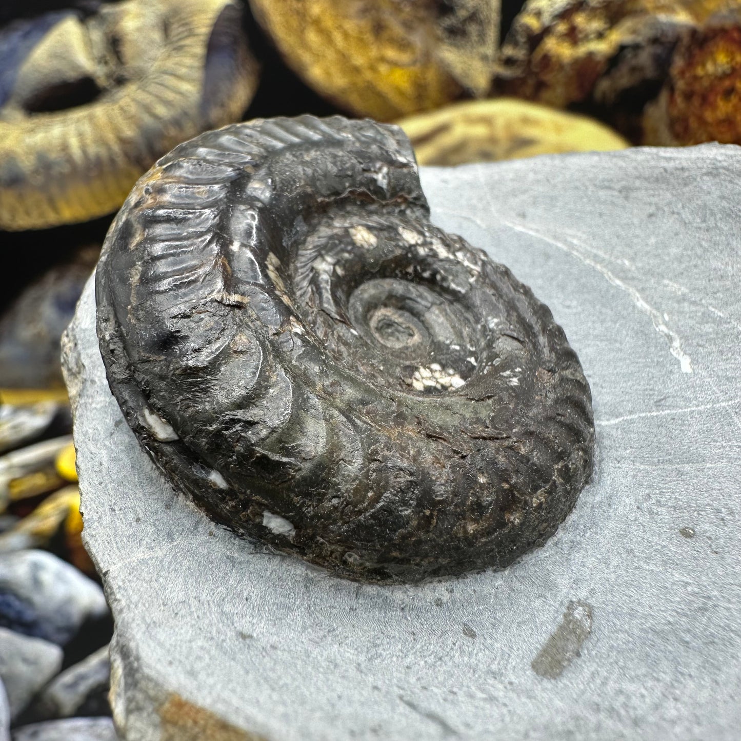 Hildoceras Bifrons ammonite fossil - Whitby, North Yorkshire Jurassic Coast