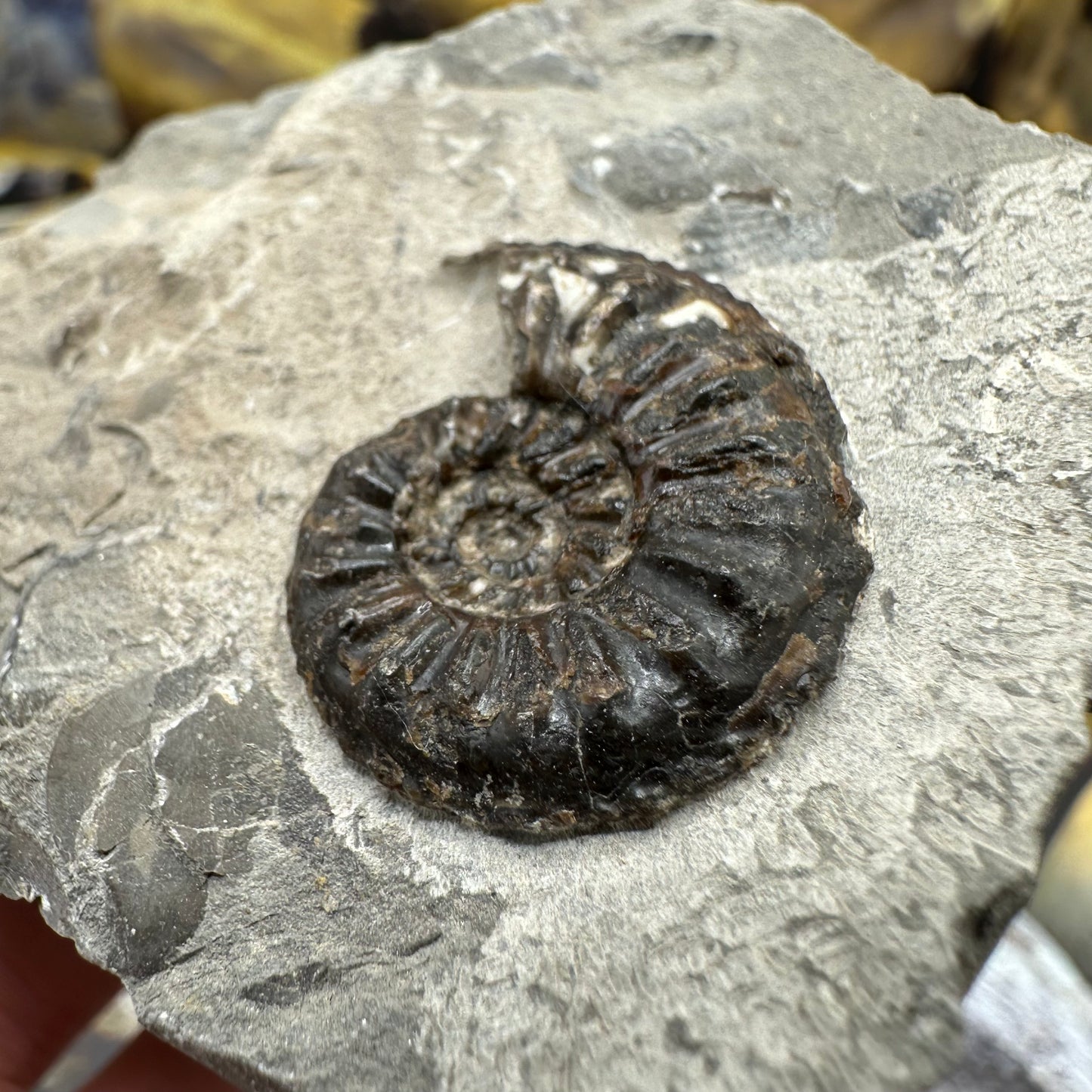 Amaltheus subnodosus ammonite fossil - Whitby, North Yorkshire Jurassic Coast, Yorkshire Fossils