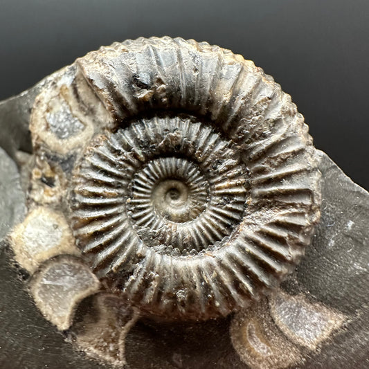 Dactylioceras Ammonite Fossil Gift Set - Whitby, North Yorkshire Jurassic Coast Yorkshire Fossils