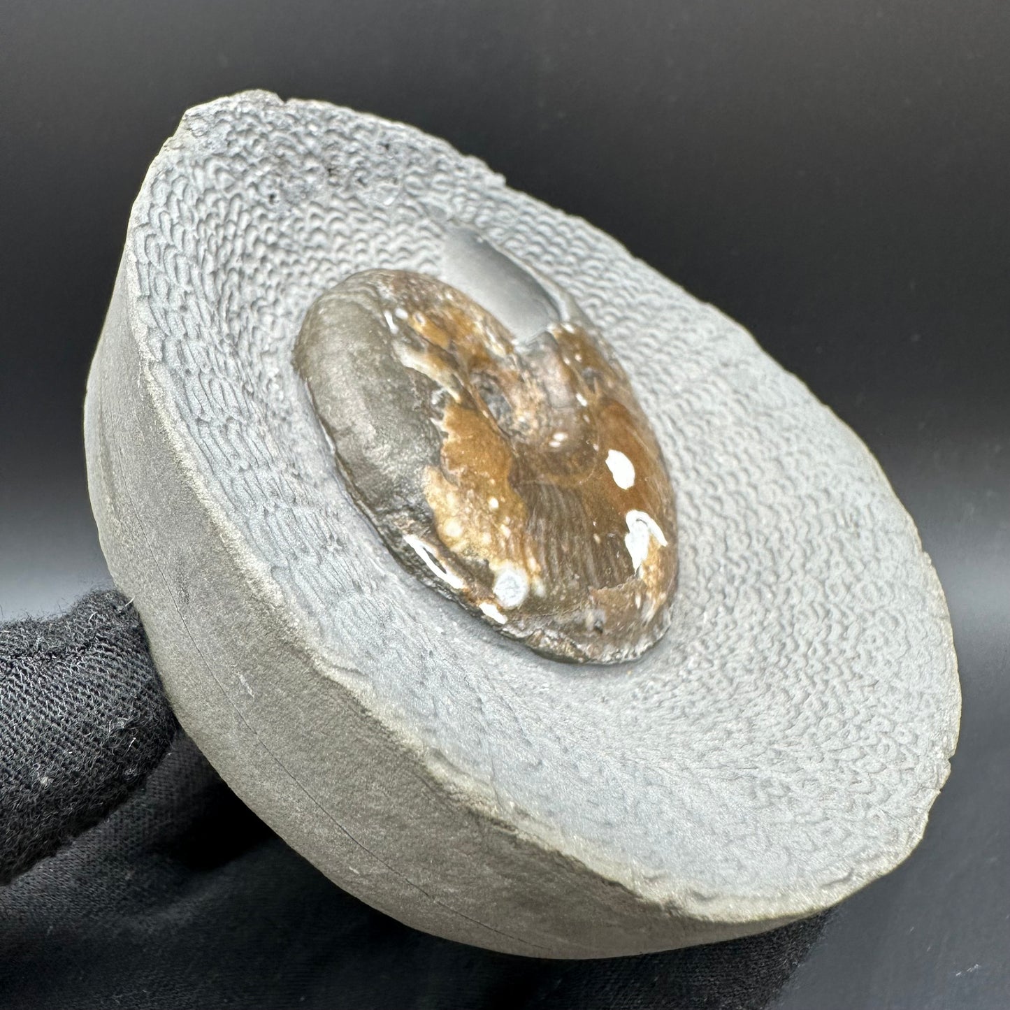 Eleganticeras Elegantulum ammonite with box and stand - Whitby, North Yorkshire Jurassic Coast, Yorkshire Fossils