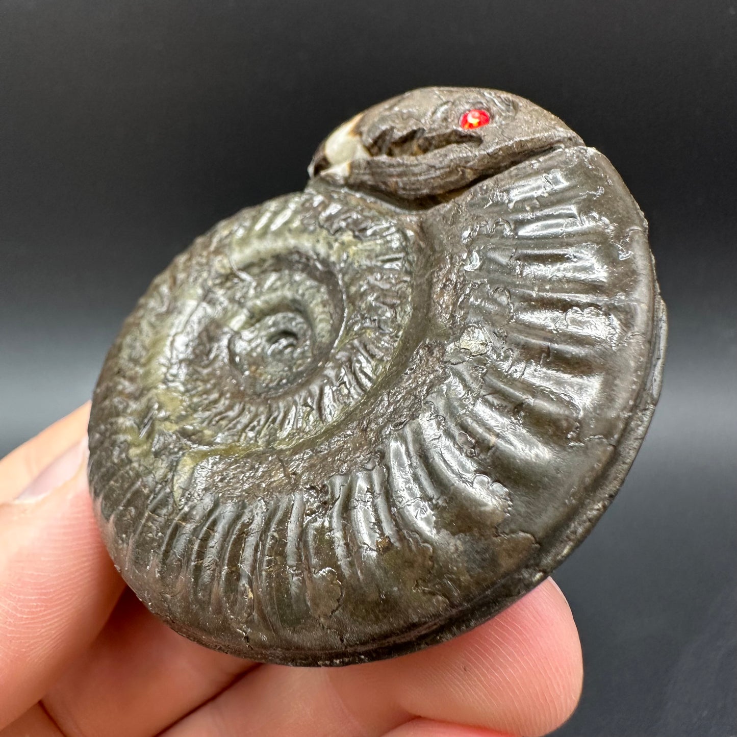 Snakestone Ammonite Fossil With Bag/Box And Stand - Whitby, North Yorkshire Jurassic Coast Yorkshire Fossils