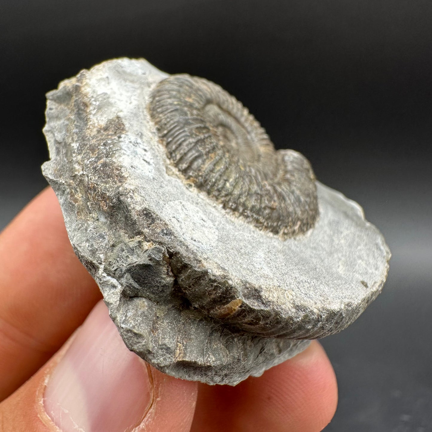 Dactylioceras Ammonite Fossil With Box And Stand - Whitby, North Yorkshire Jurassic Coast Yorkshire Fossils