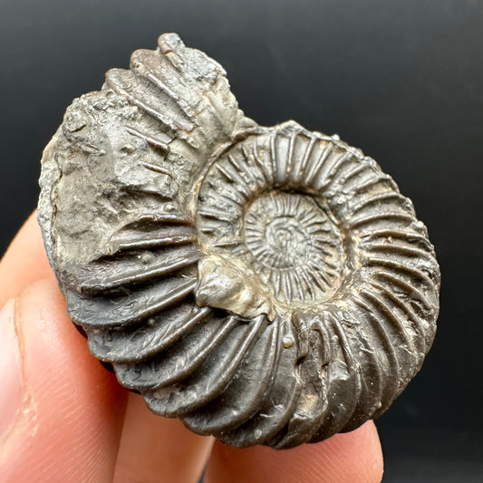 Schlothemia sp. ammonite fossil with box and stand - Whitby, North Yorkshire Jurassic Coast, Yorkshire fossils