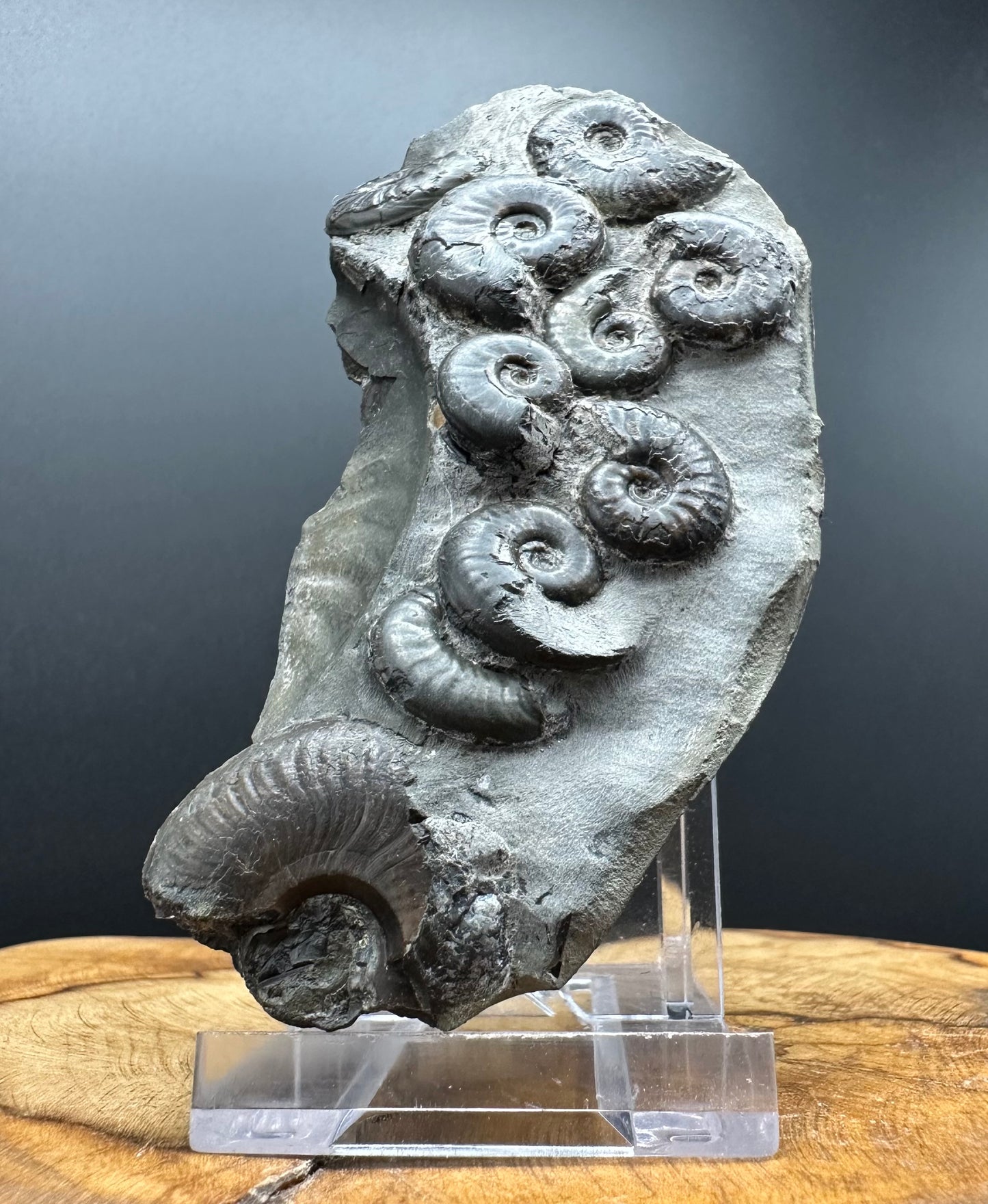 Eleganticeras Elegantulum ammonite fossil with box and stand - Whitby, North Yorkshire Jurassic Coast, Yorkshire Fossils