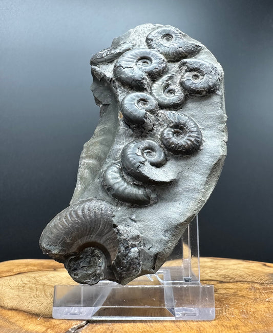 Eleganticeras Elegantulum ammonite fossil with box and stand - Whitby, North Yorkshire Jurassic Coast, Yorkshire Fossils