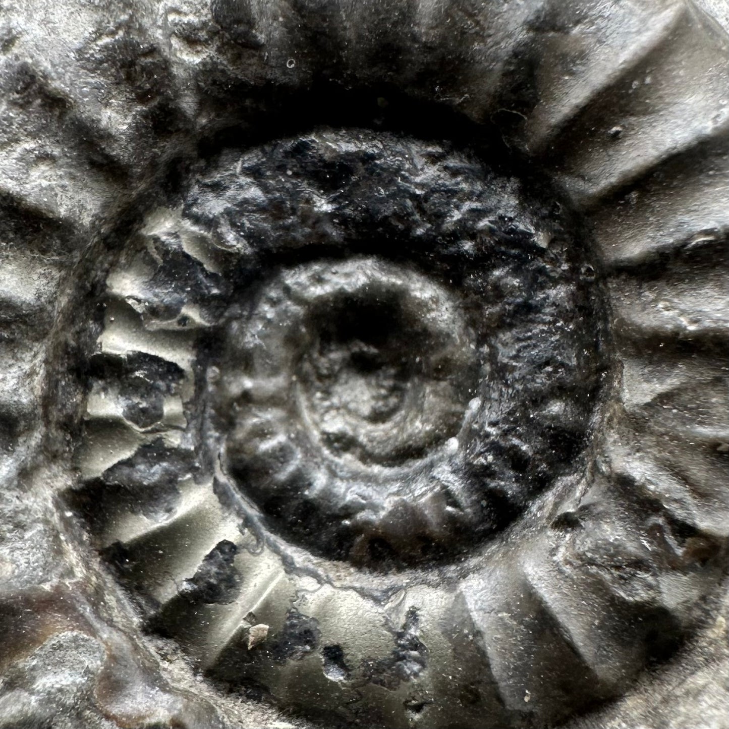 Arnioceras ammonite shell fossil with stand - Whitby, North Yorkshire Jurassic Coast Yorkshire Fossils