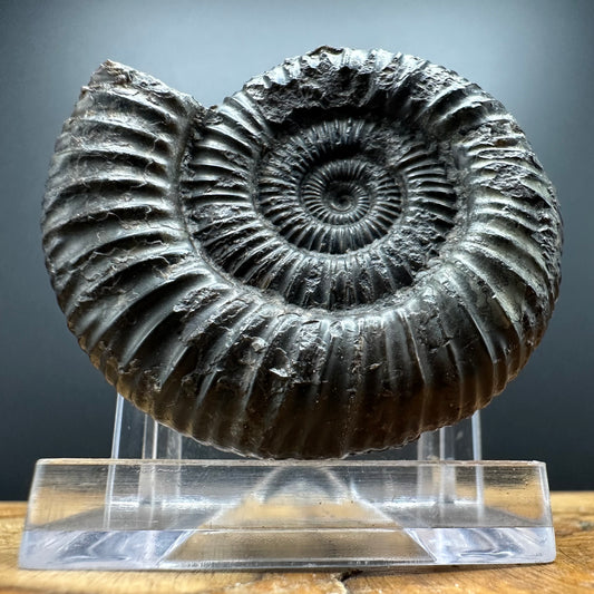 Dactylioceras Ammonite Fossil With box and Stand - Whitby, North Yorkshire Jurassic Coast Yorkshire Fossils