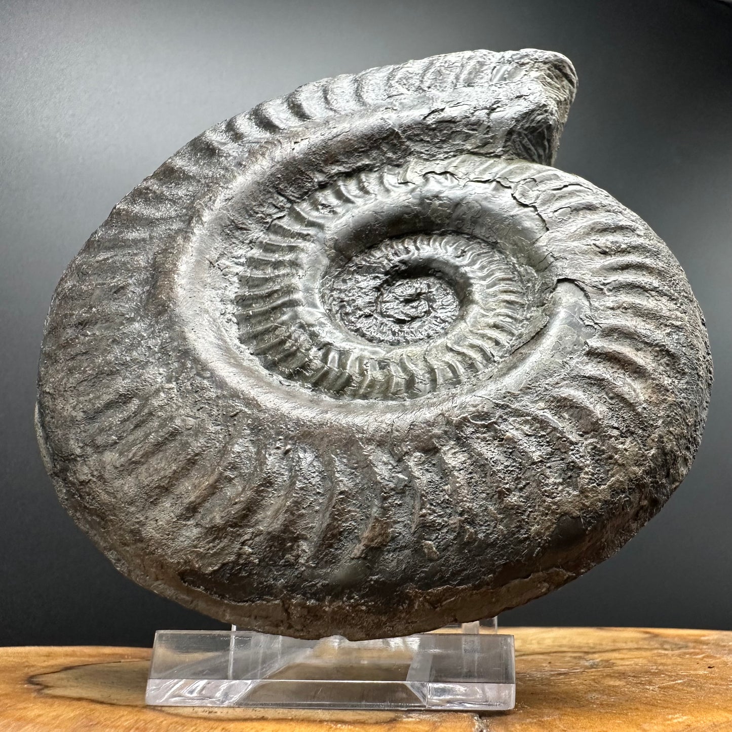 Hildoceras lusitanicum Ammonite fossil with stand - Whitby, North Yorkshire, Jurassic Coast, Yorkshire Fossils from the Jurassic Coast