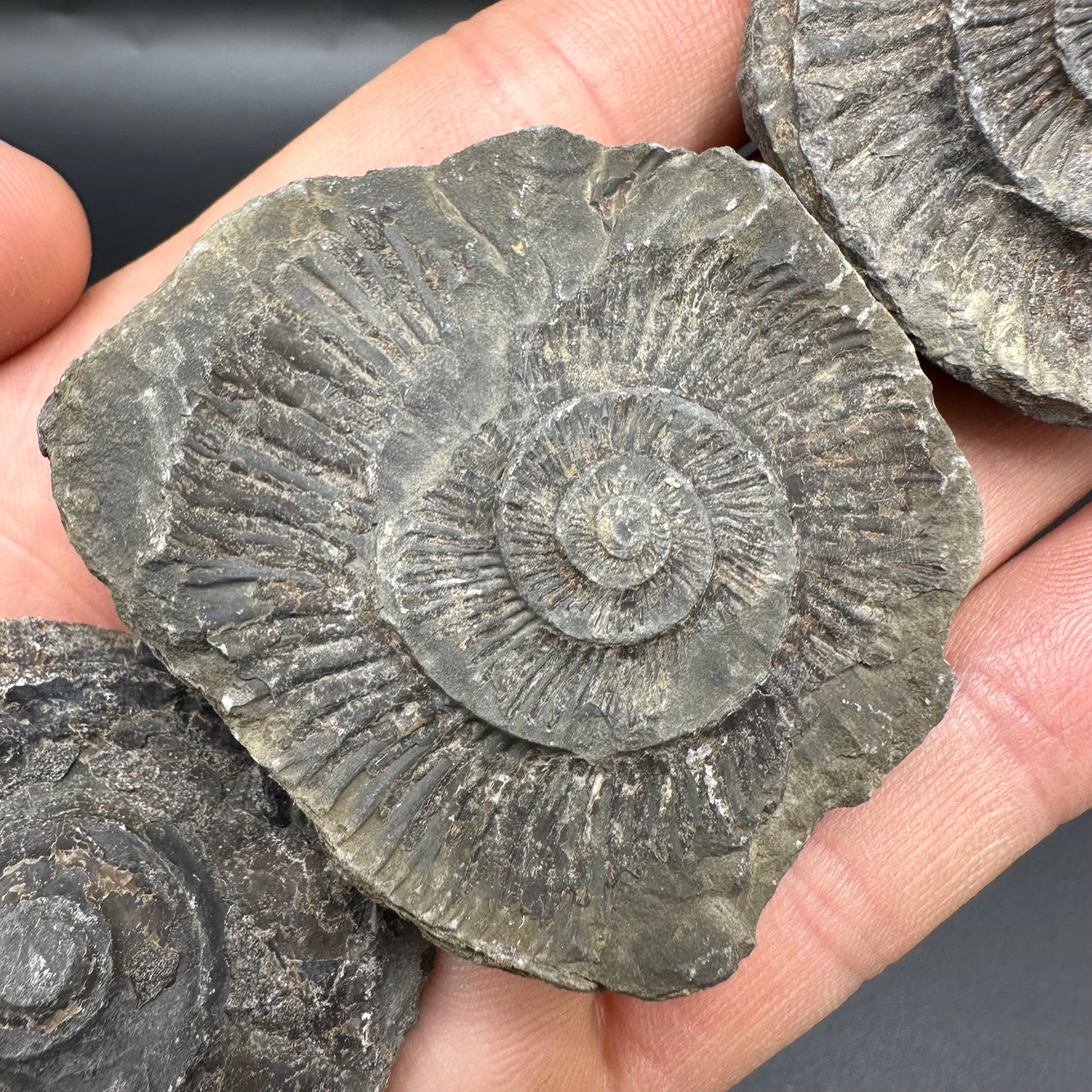 Dactylioceras imprint (negative) bundle ammonite shell fossil with box - Whitby, North Yorkshire, Yorkshire Fossils