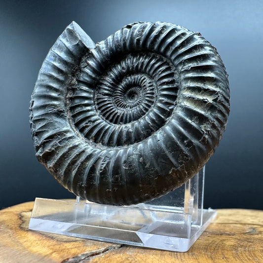 Dactylioceras Ammonite Fossil With box and Stand - Whitby, North Yorkshire Jurassic Coast Yorkshire Fossils