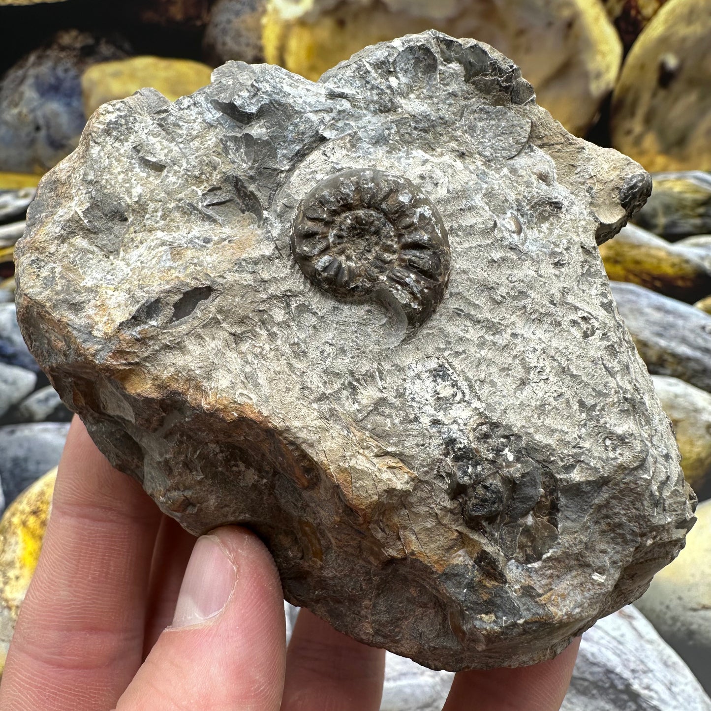 Amaltheus subnodosus ammonite fossil - Whitby, North Yorkshire