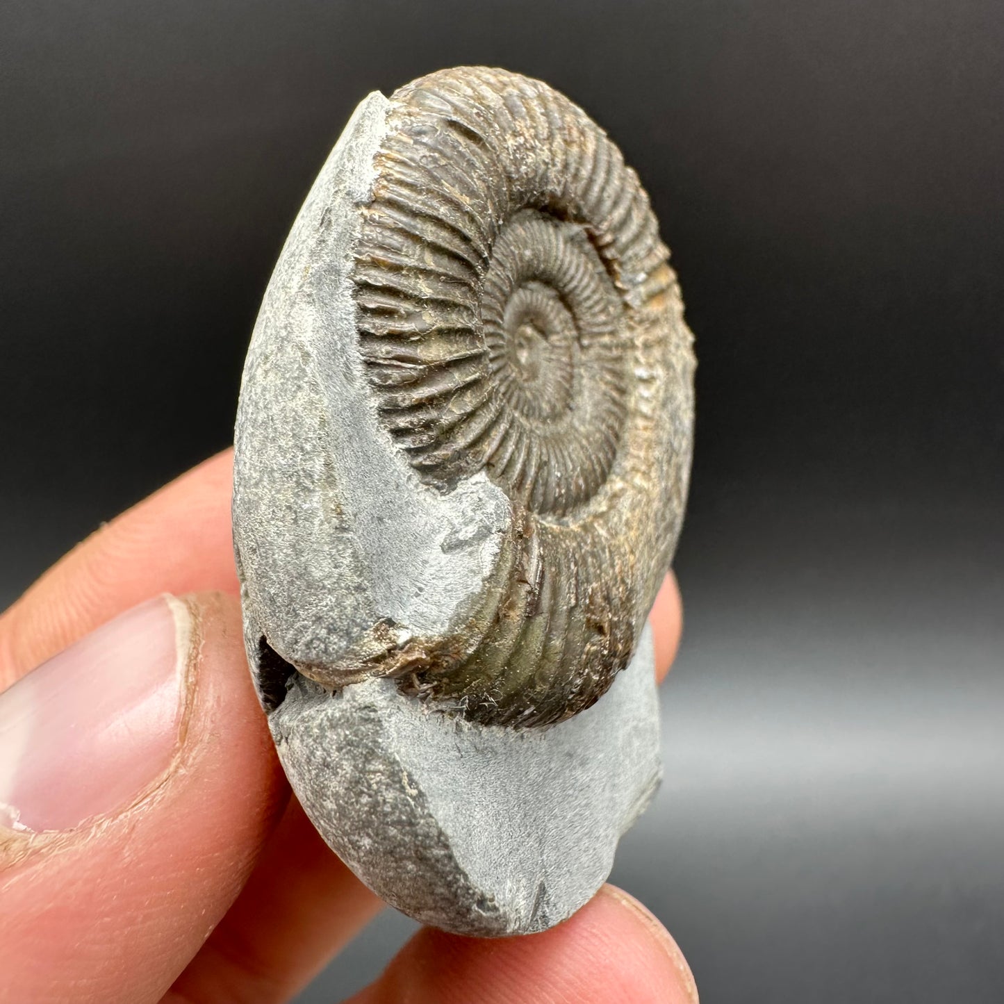Dactylioceras Ammonite Fossil With Box And Stand - Whitby, North Yorkshire Jurassic Coast Yorkshire Fossils