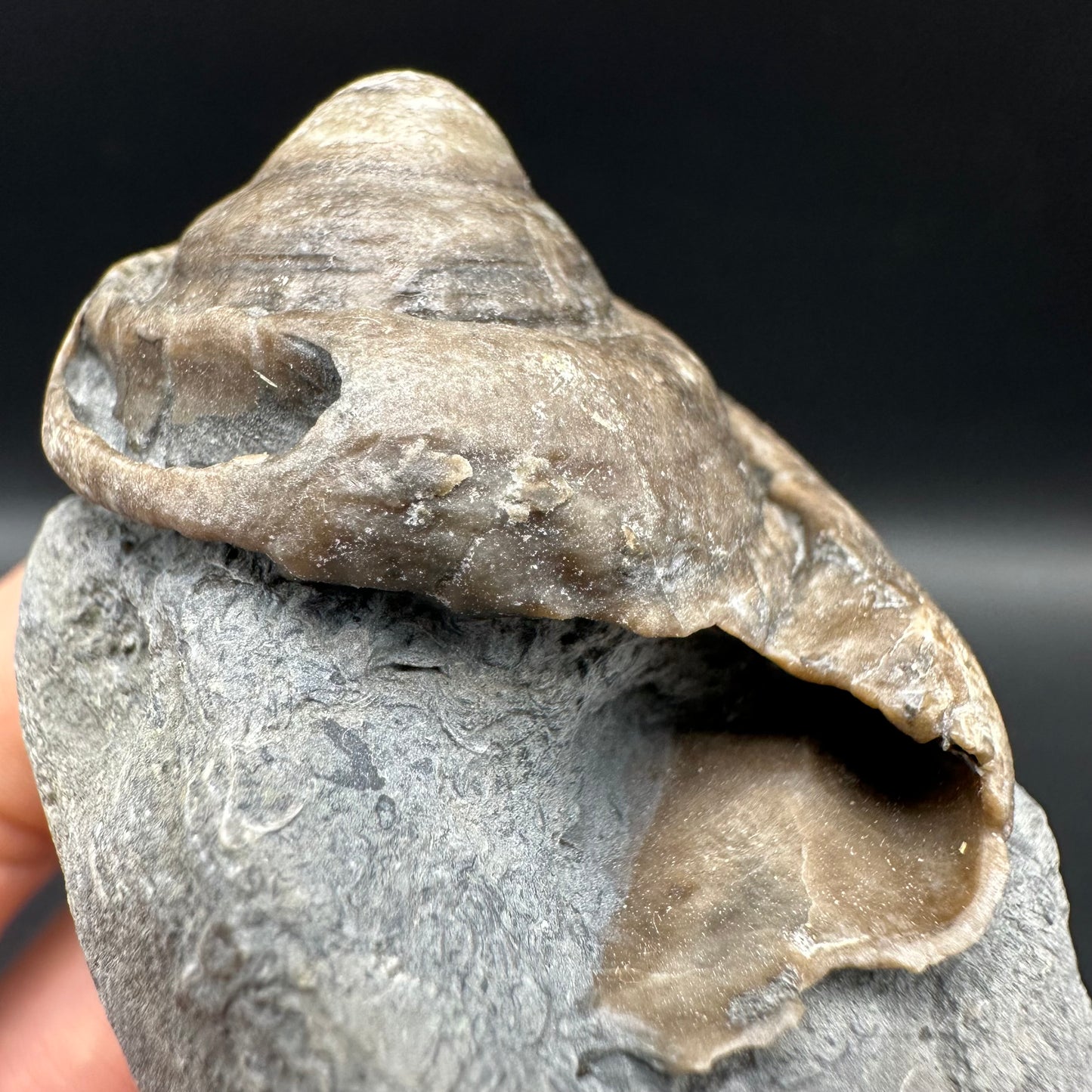 Gastropod Shell Fossil With Box And Stand - Whitby, North Yorkshire, Jurassic Coast, Yorkshire Fossils