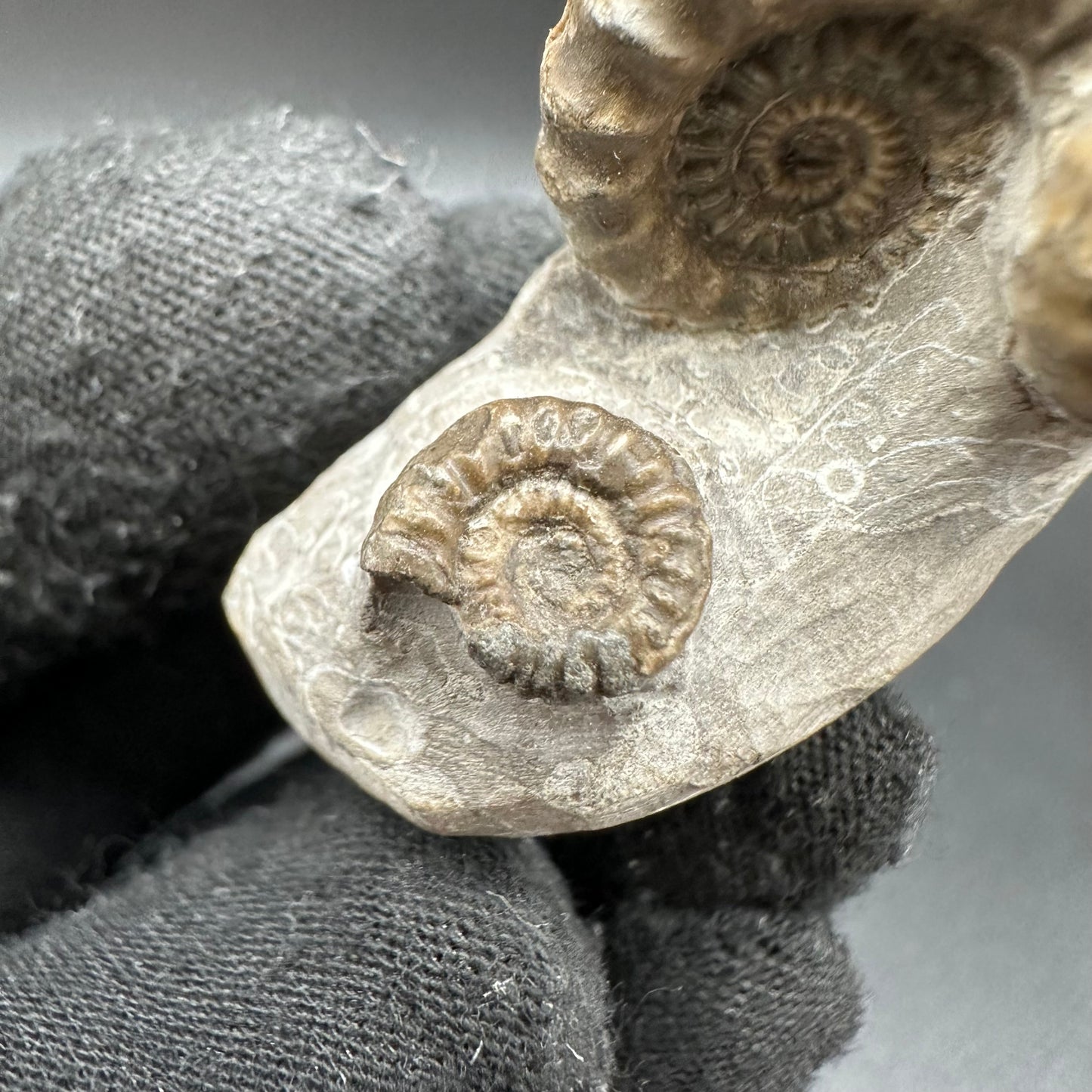 Gagaticeras Ammonite fossil with box and stand - Whitby, North Yorkshire Jurassic Coast Yorkshire Fossils