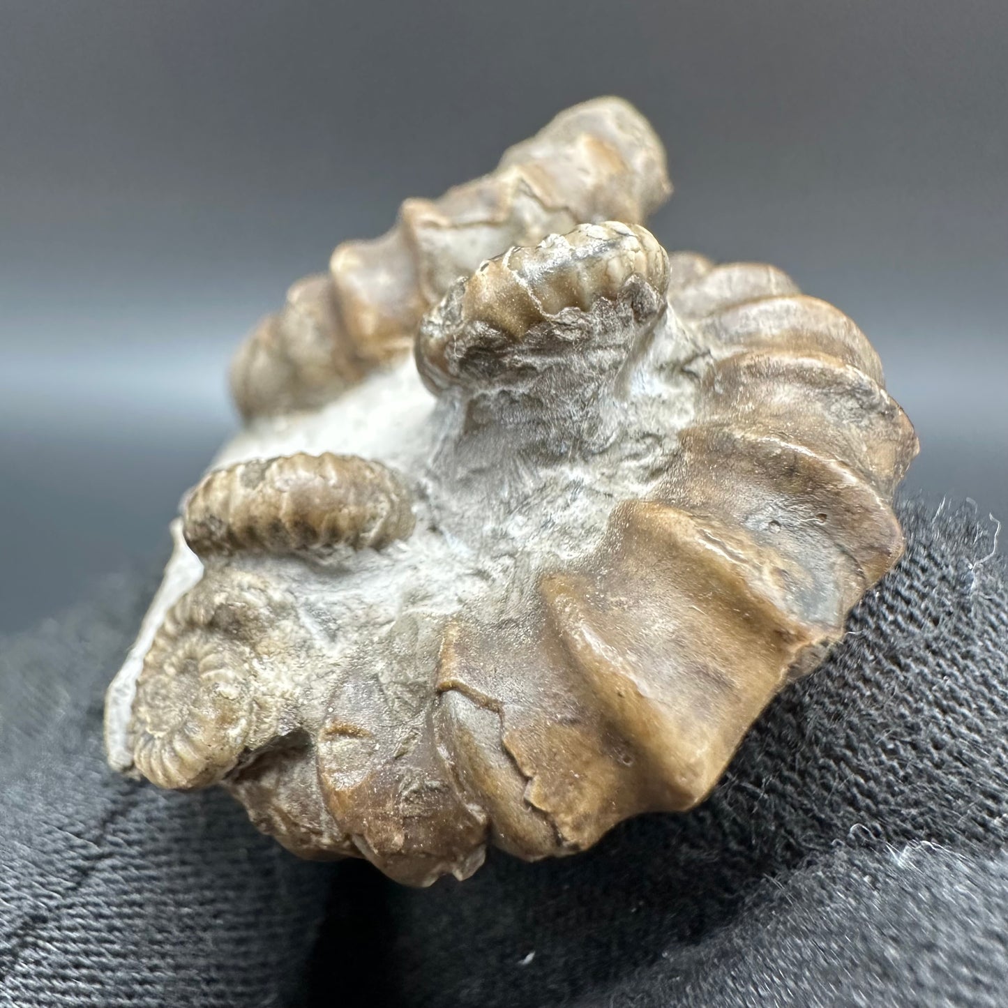 Gagaticeras Ammonite fossil with box and stand - Whitby, North Yorkshire Jurassic Coast Yorkshire Fossils