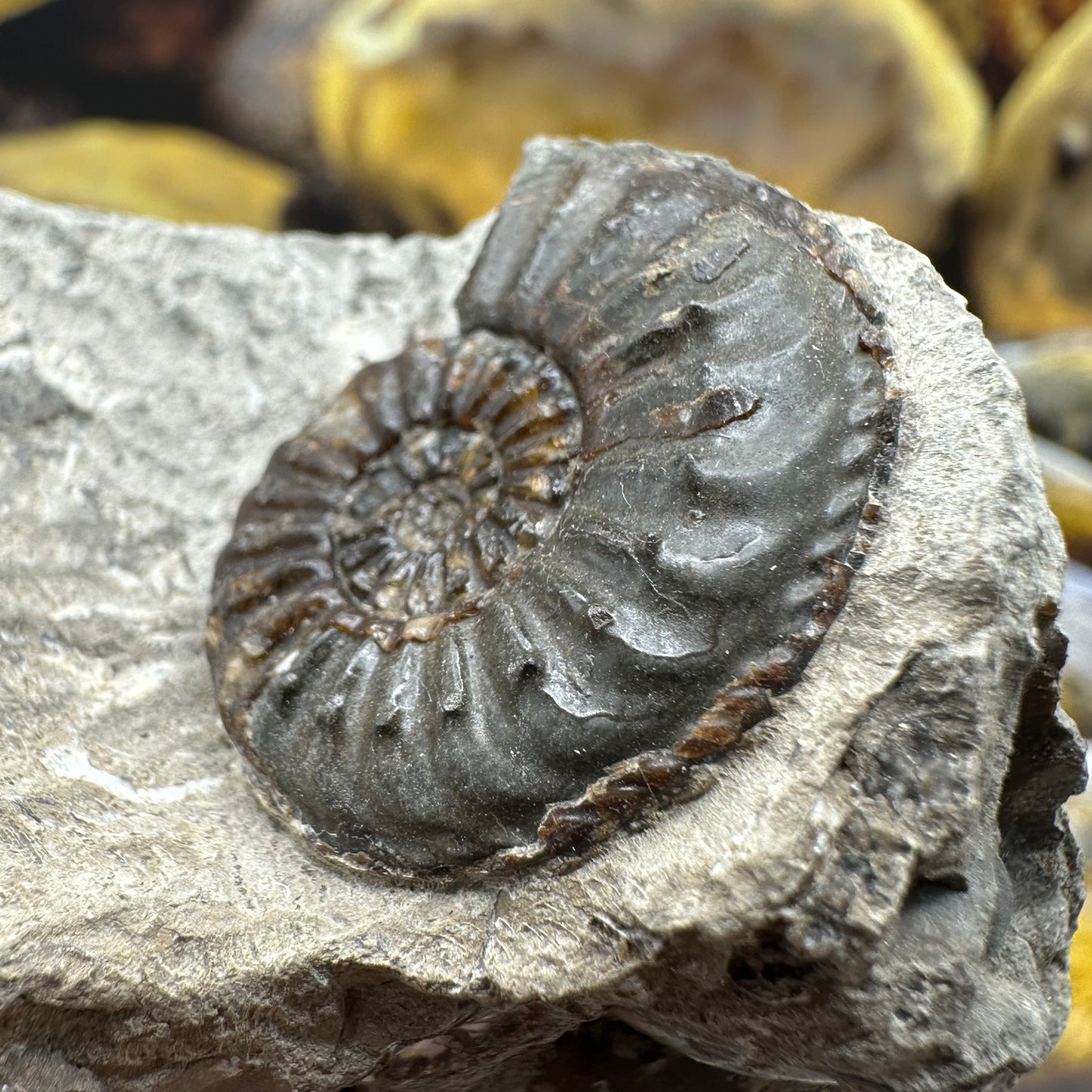 Amaltheus striatus ammonite fossil - Whitby, North Yorkshire