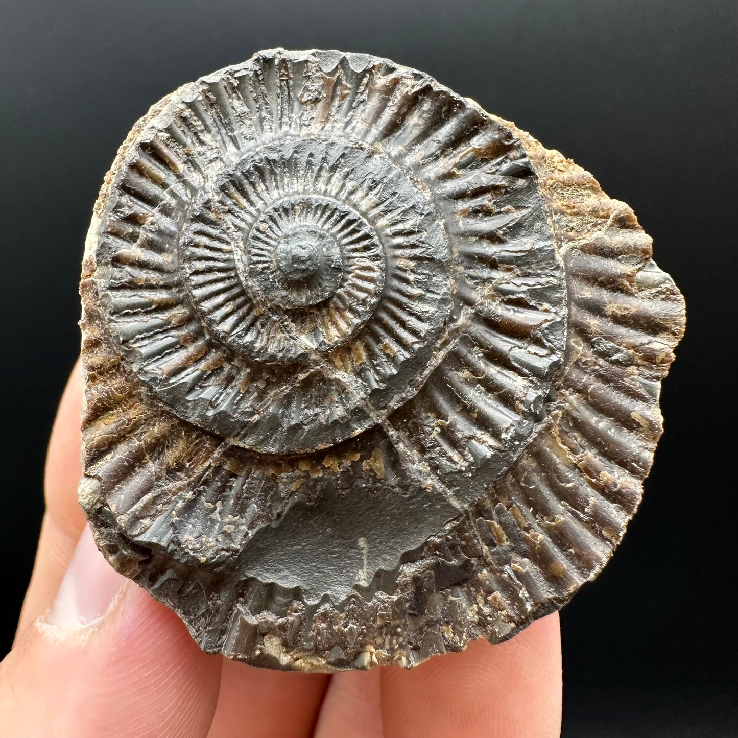 Dactylioceras Ammonite nodule (split pair) Fossil With Box And Stand - Whitby, North Yorkshire Jurassic Coast Yorkshire Fossils