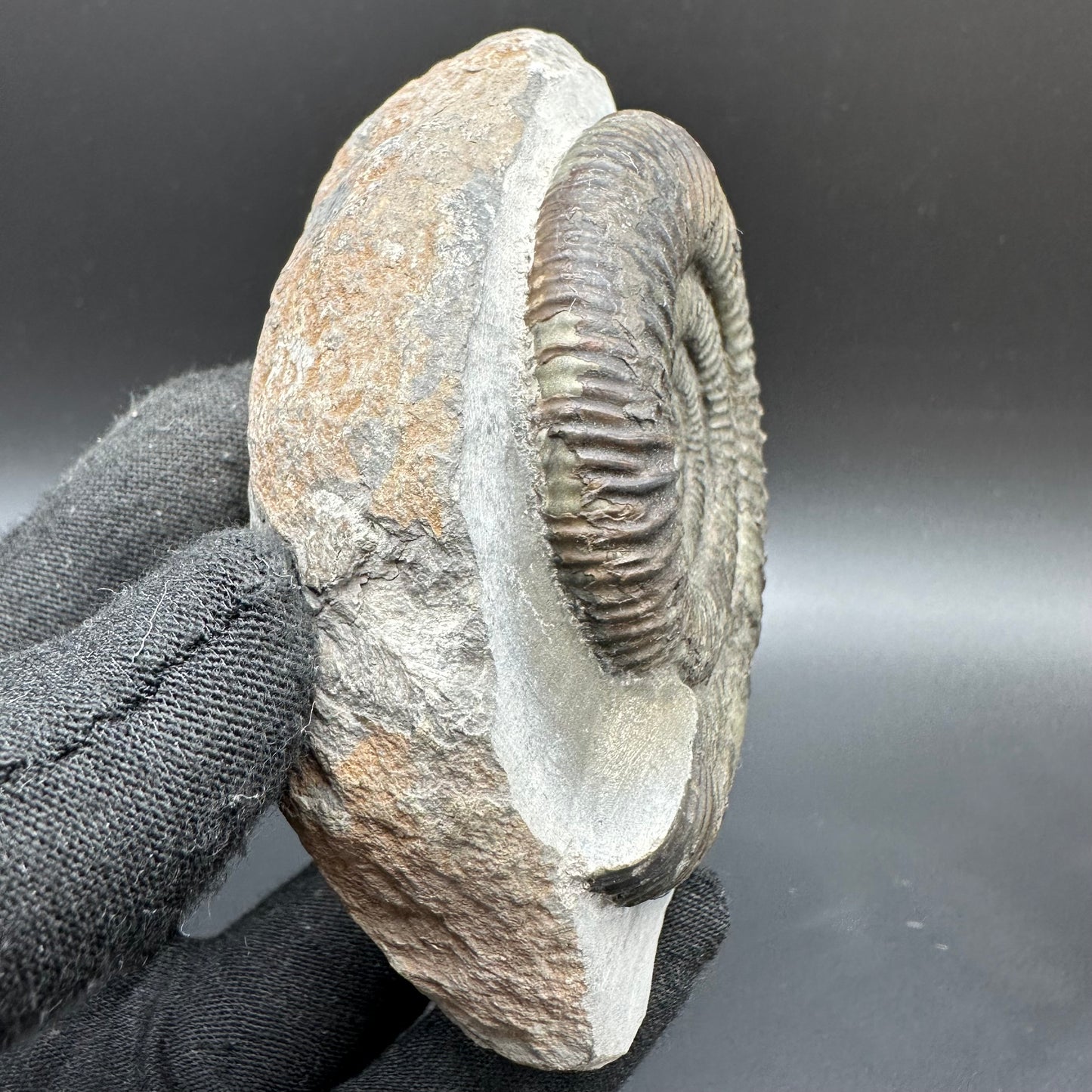 Dactylioceras Ammonite Fossil With Box And Stand - Whitby, North Yorkshire Jurassic Coast Yorkshire Fossils