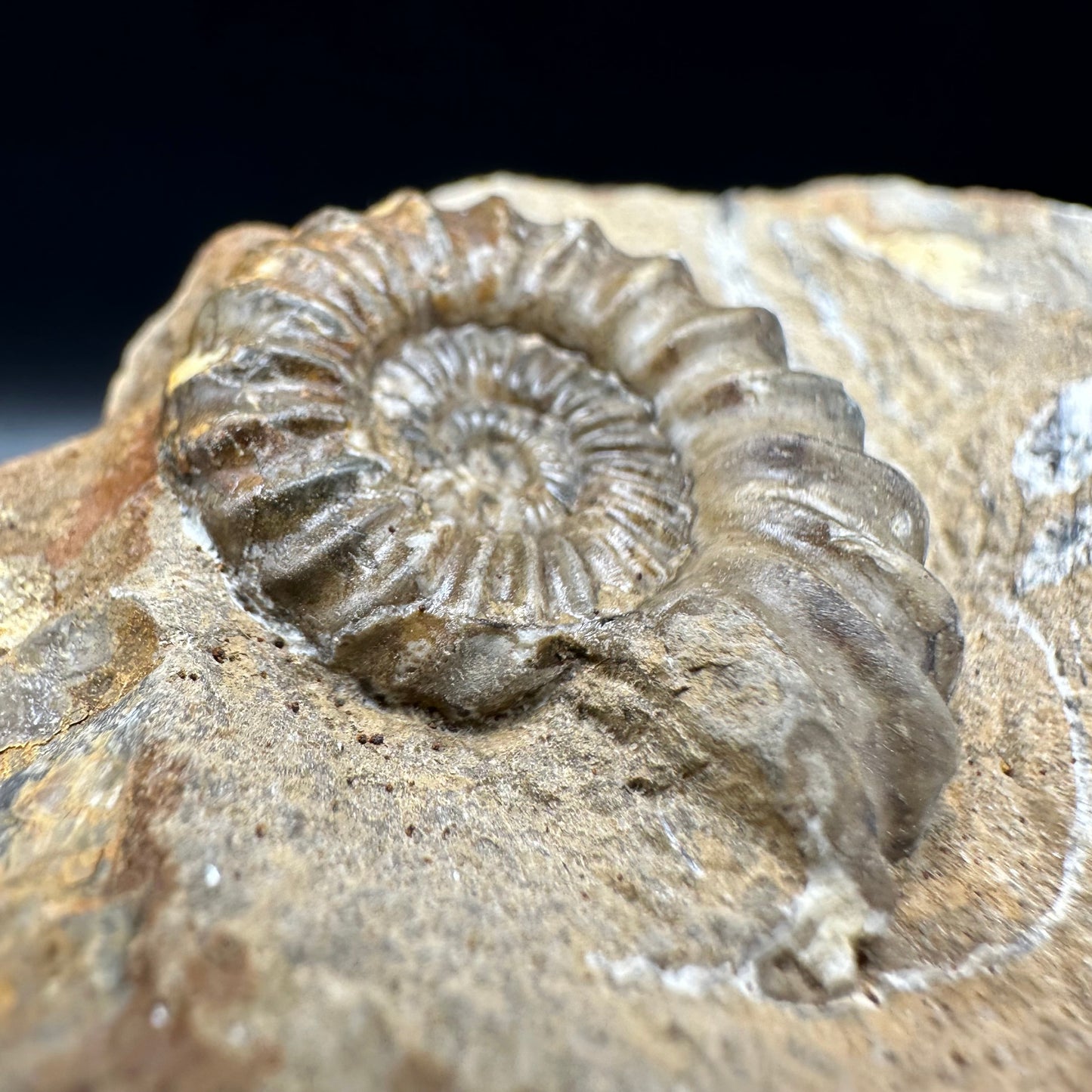 Androgynoceras capricornus Ammonite fossil with box and stand - Whitby, North Yorkshire Jurassic Coast Yorkshire Fossils