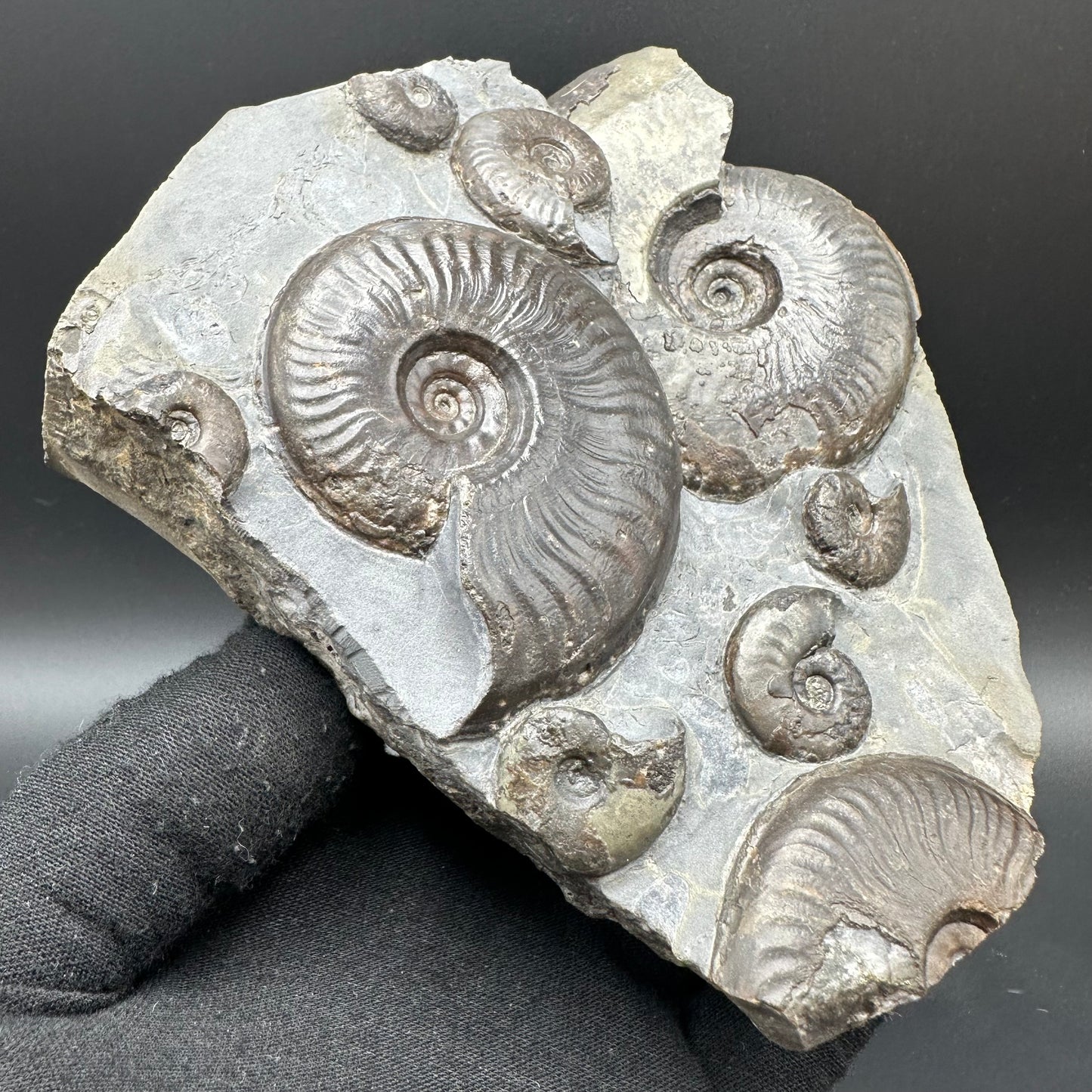 Eleganticeras Elegantulum ammonite fossil with stand - Whitby, North Yorkshire Jurassic Coast, Yorkshire Fossils