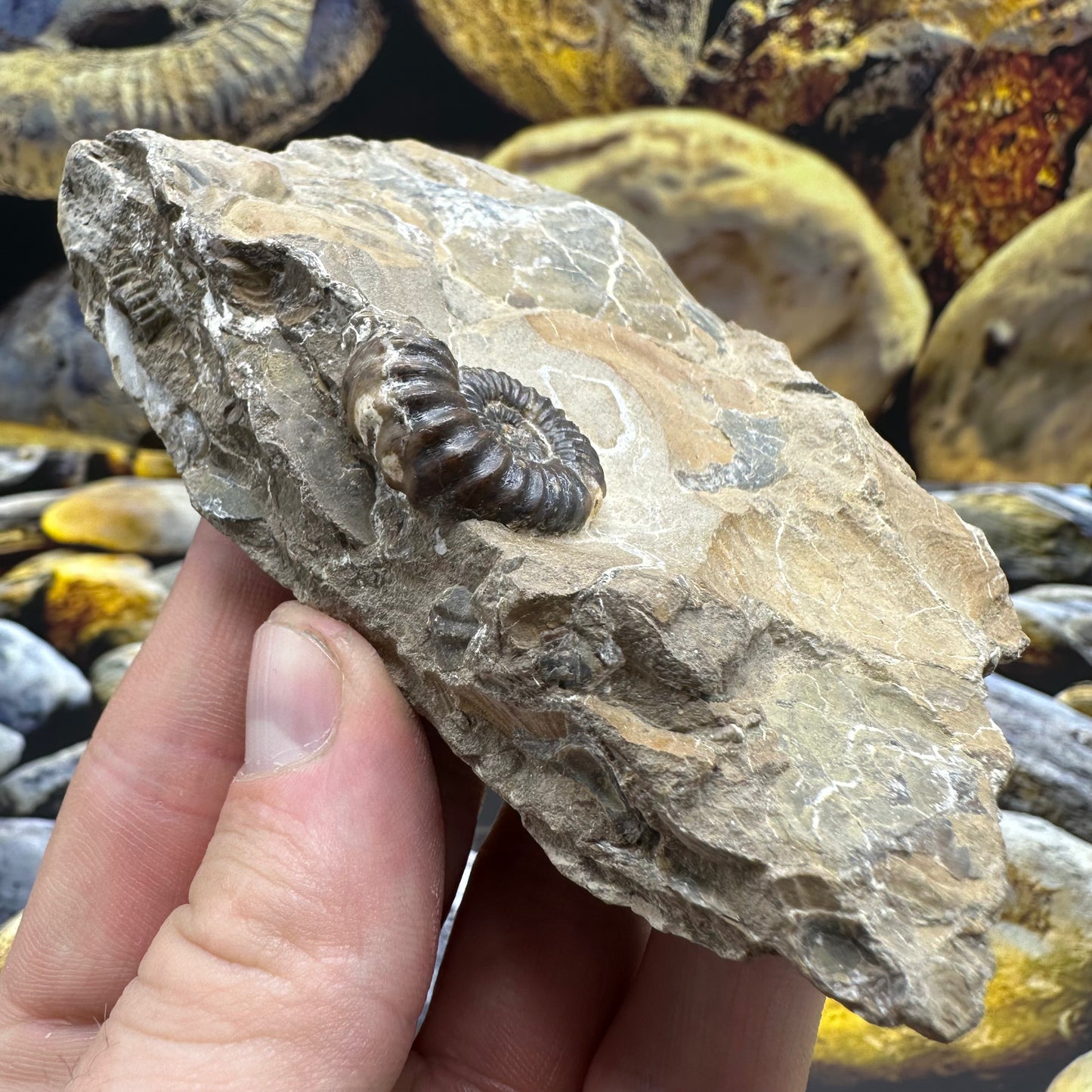 Androgynoceras Capricornus ammonite fossil - Whitby, North Yorkshire Jurassic Coast Yorkshire Fossils