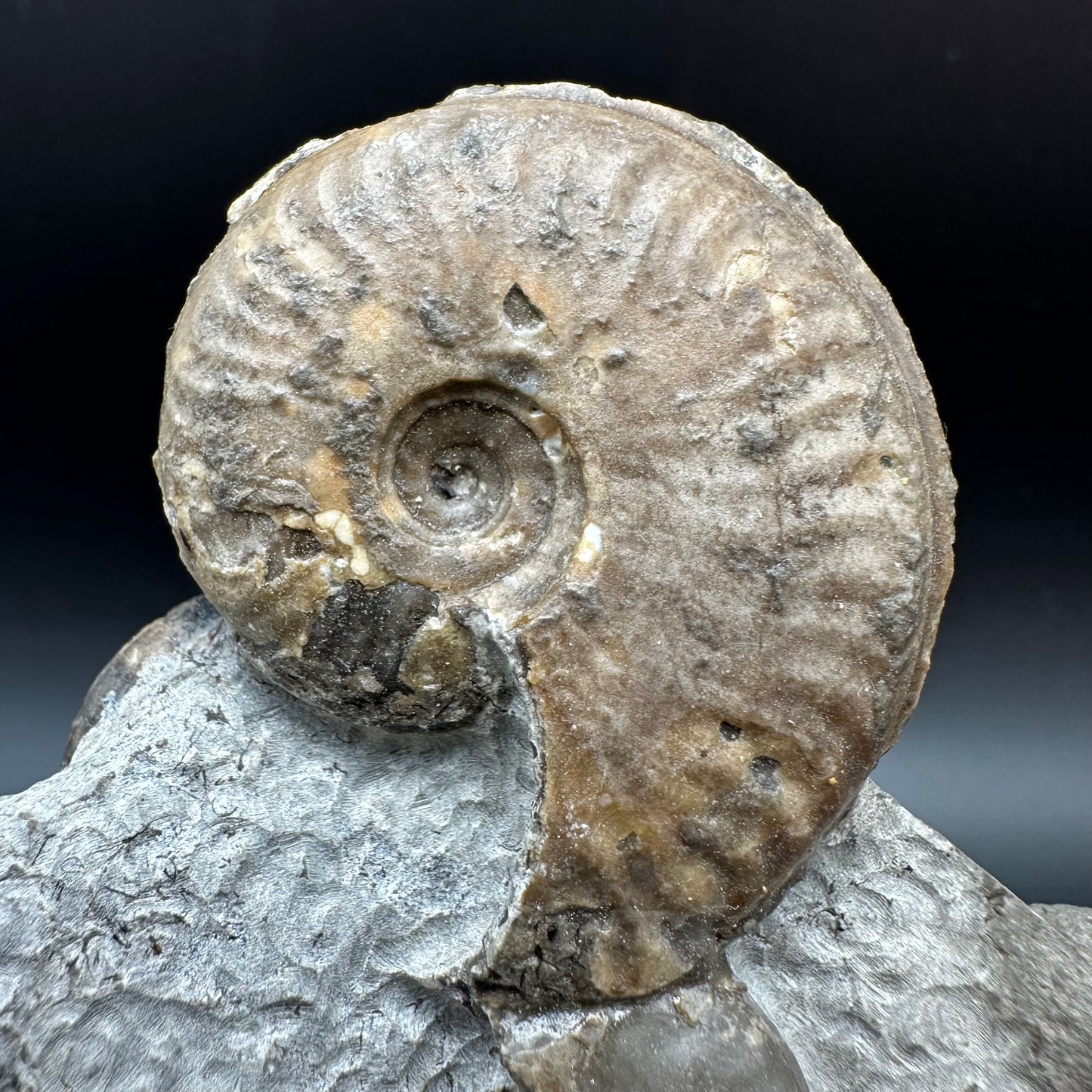 Eleganticeras Elegantulum ammonite fossil with stand - Whitby, North Yorkshire Jurassic Coast, Yorkshire Fossils