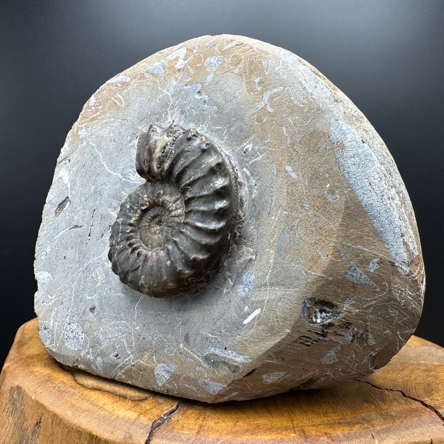 Pleuroceras paucicostatum ammonite fossil with box and stand - Whitby, North Yorkshire Jurassic Coast Yorkshire Fossils