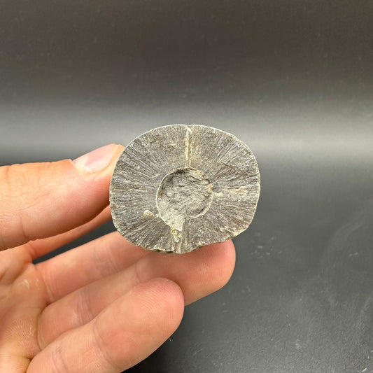 Belemnite (Fossil Squid) shell fossil - Whitby, North Yorkshire Jurassic Coast Yorkshire Fossils