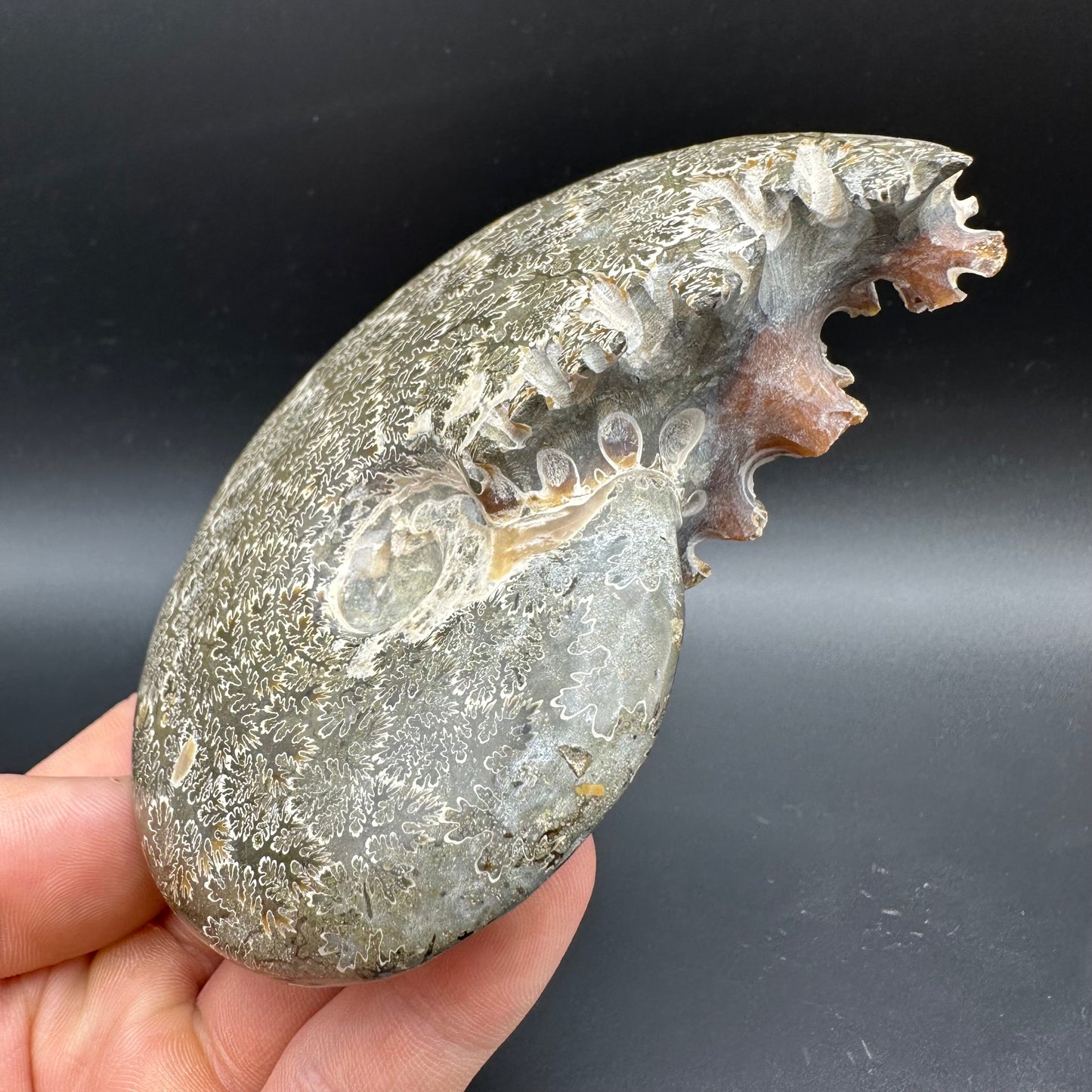Cleoniceras Ammonite Fossil With Box And Stand - Cretaceous Ammonite Madagascar