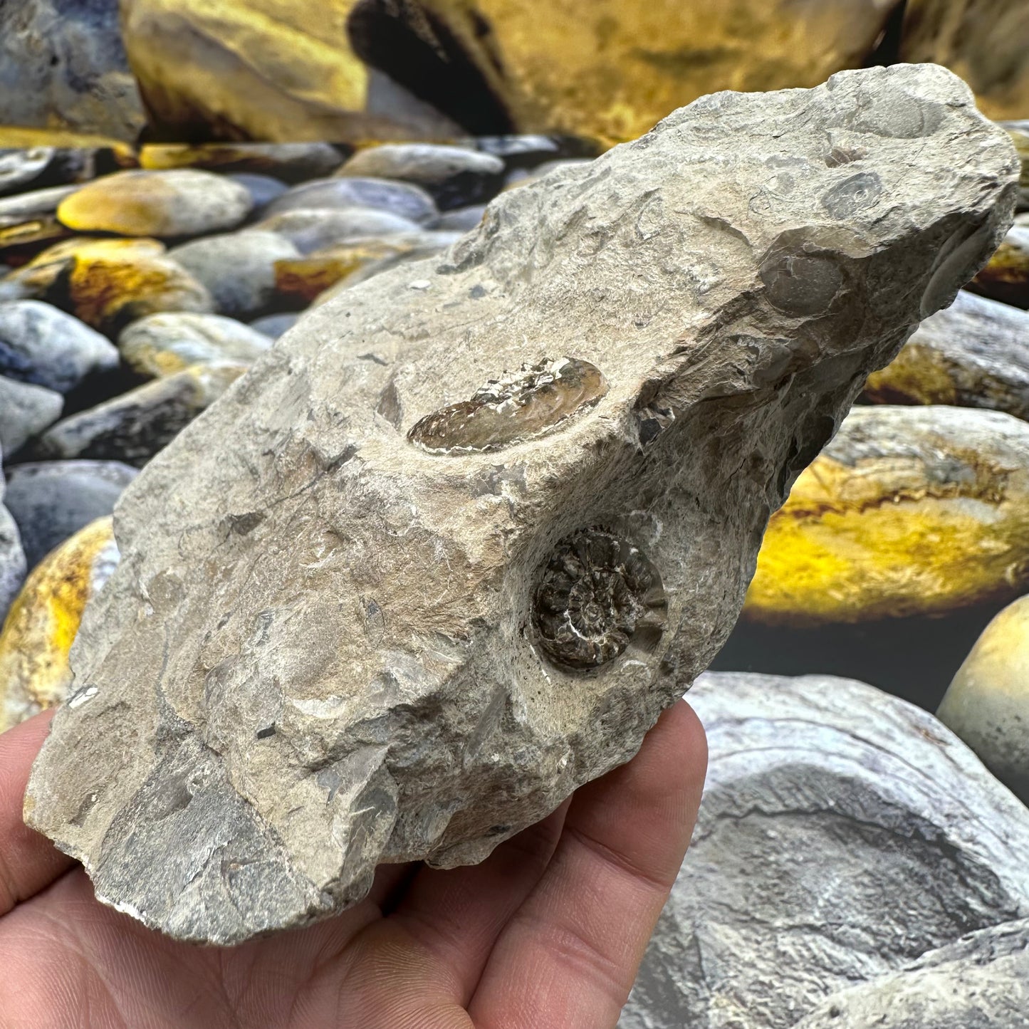 Amaltheus subnodosus ammonite fossil - Whitby, North Yorkshire Jurassic Coast, Yorkshire Fossils