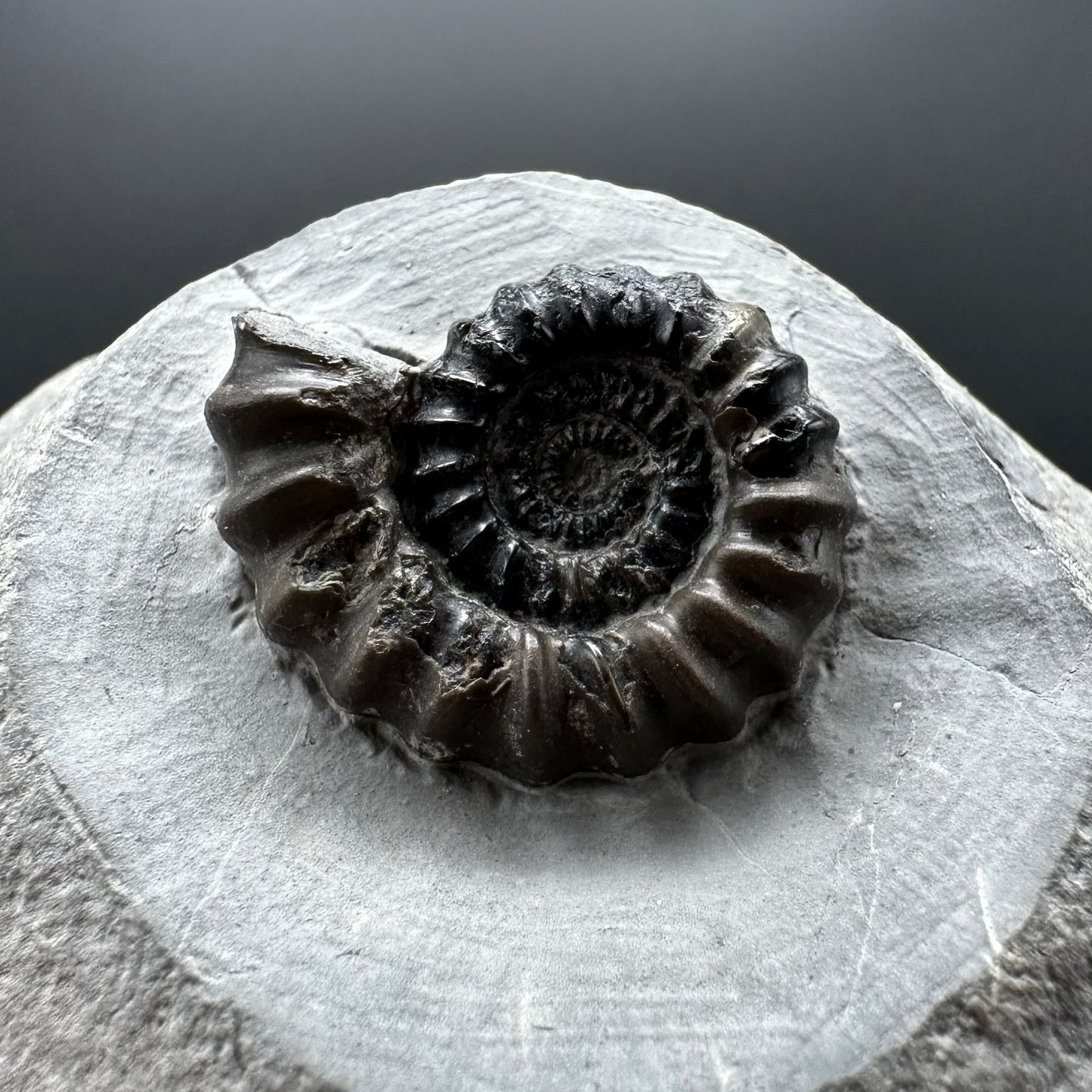 Gagaticeras Ammonite fossil with box and stand - Whitby, North Yorkshire Jurassic Coast Yorkshire Fossils