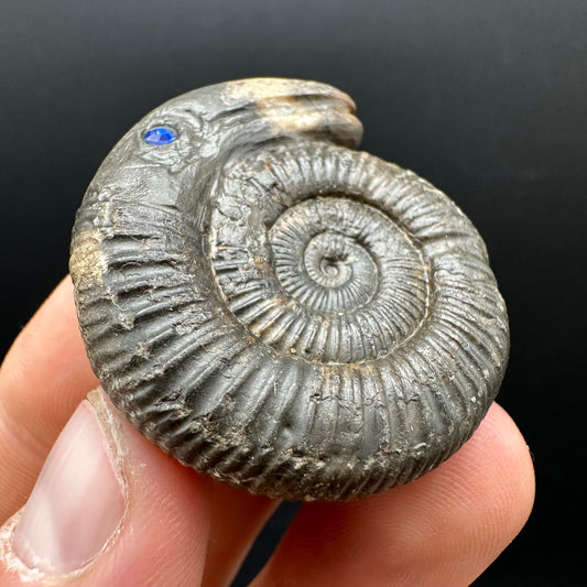 Snakestone Ammonite Fossil With Bag/Box And Stand - Whitby, North Yorkshire Jurassic Coast Yorkshire Fossils
