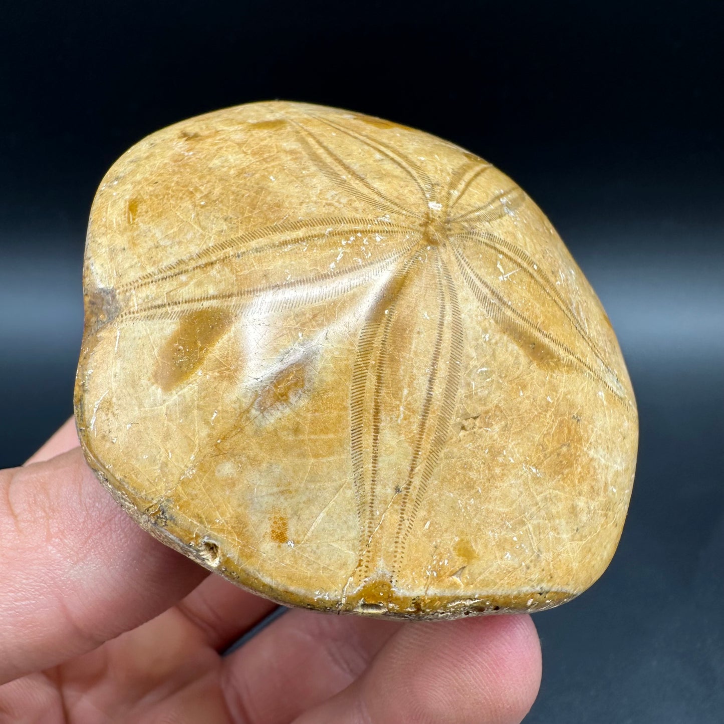 Holectypus Sea Urchin Fossil With Box And Stand - Middle Jurassic Madagascar