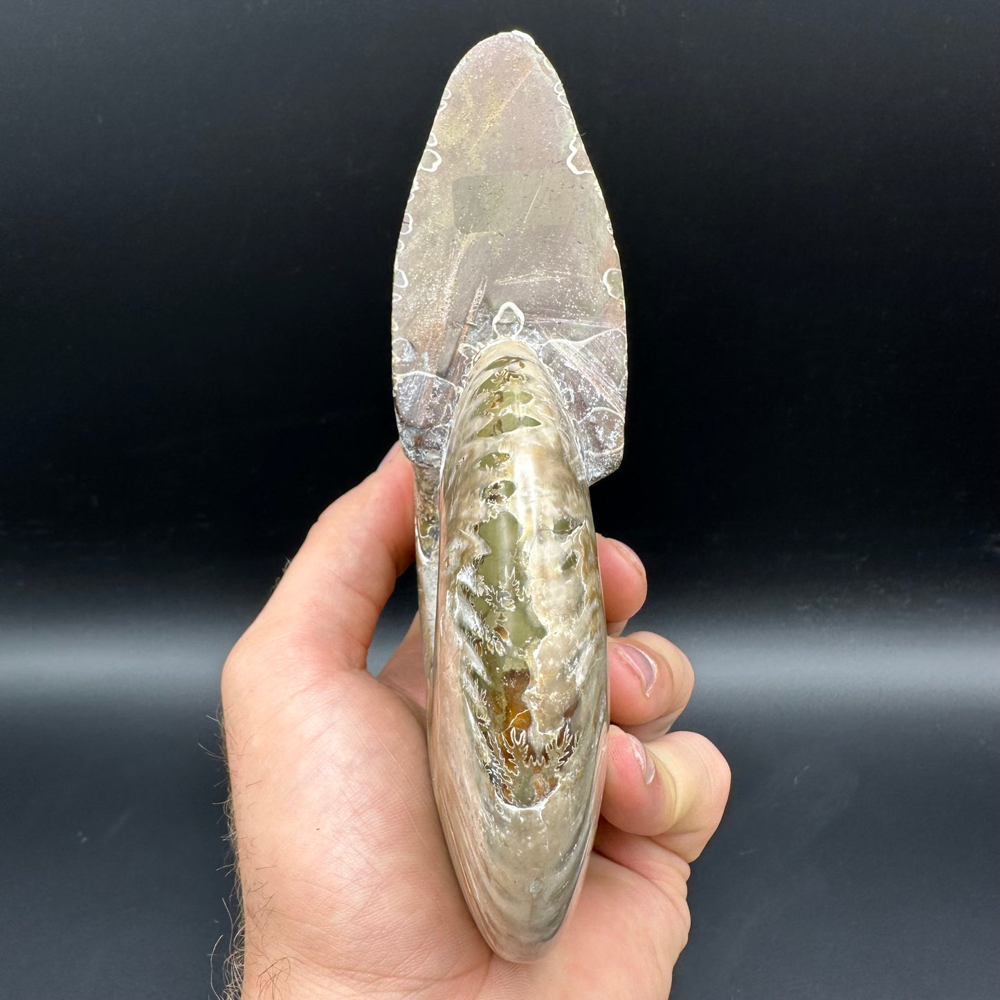 Cleoniceras Ammonite Fossil With Stand - Cretaceous Ammonite Madagascar