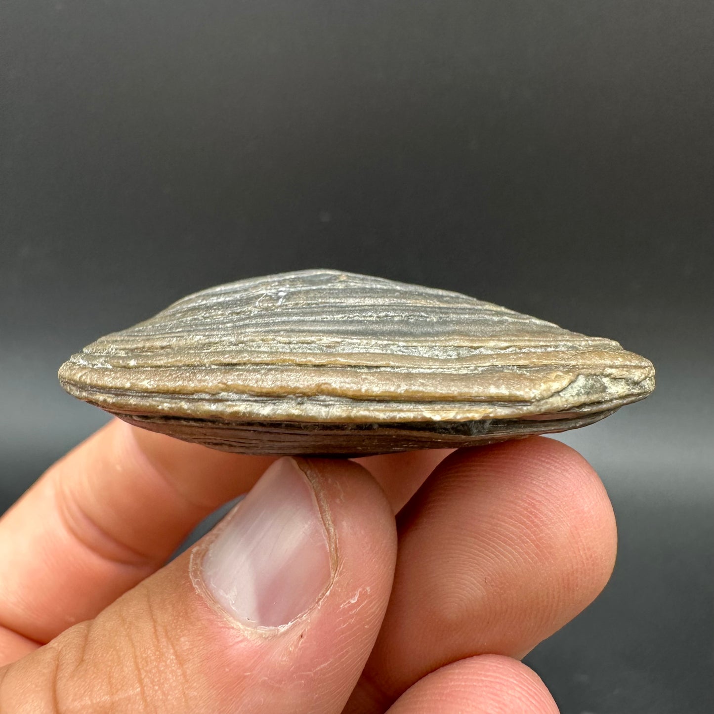 Shell fossil with box and stand - Whitby, North Yorkshire, Jurassic Coast, Yorkshire Fossils