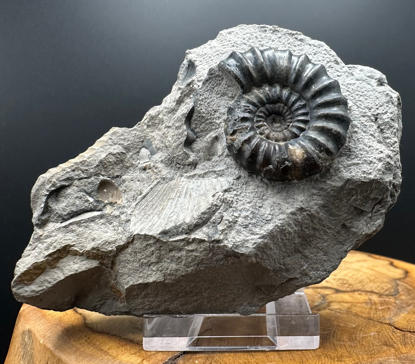 Androgynoceras maculatum ammonite fossil with box and stand - Whitby, North Yorkshire Jurassic Coast Yorkshire Fossils