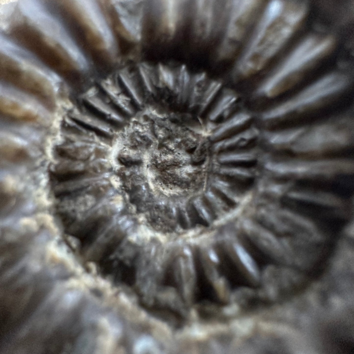 Androgynoceras capricornus Ammonite fossil with box and stand - Whitby, North Yorkshire Jurassic Coast Yorkshire Fossils
