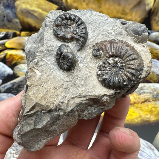 Amaltheus subnodosus ammonite fossil - Whitby, North Yorkshire Jurassic Coast Yorkshire Fossils