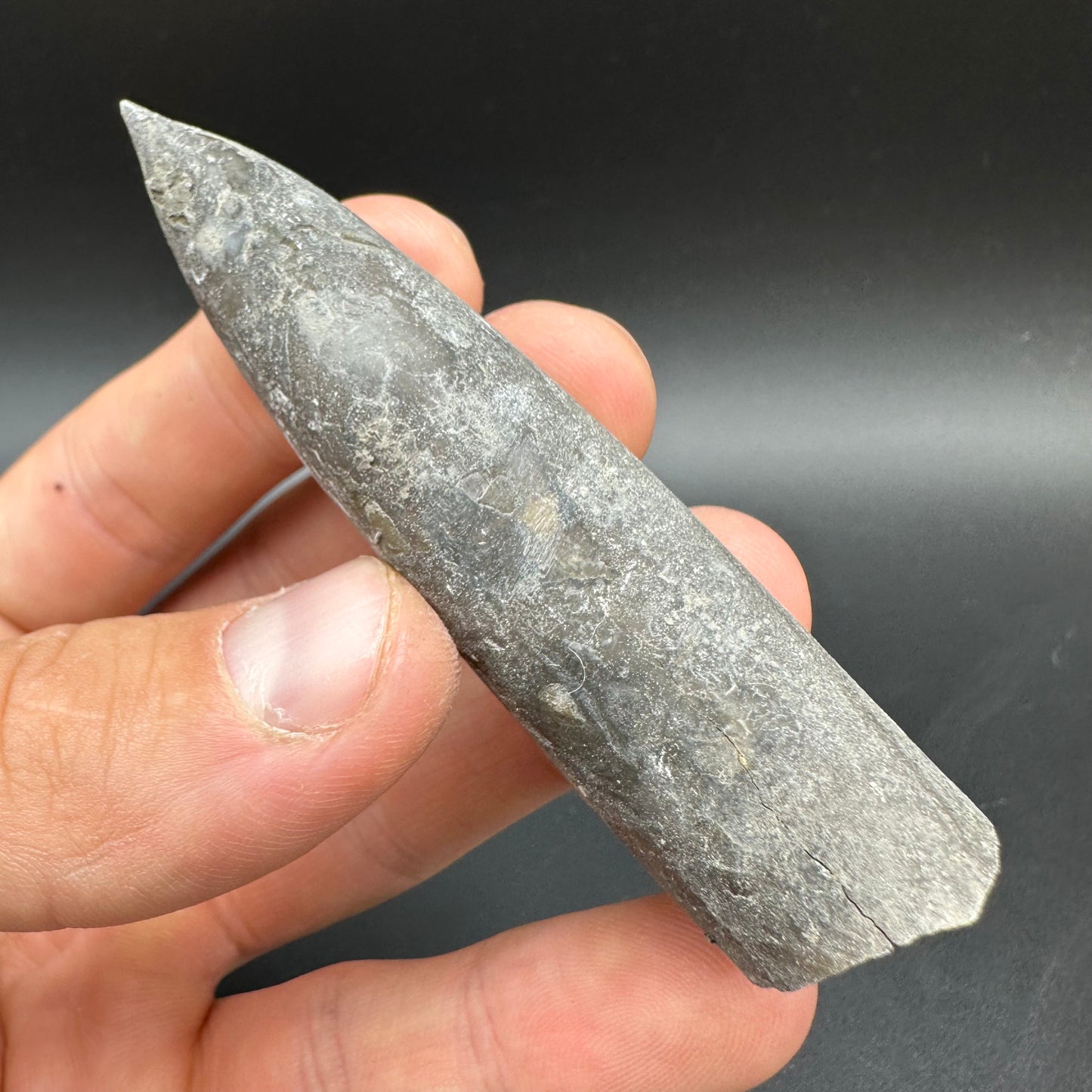 Belemnite (Fossil Squid) shell fossil with box and stand - Whitby, North Yorkshire Jurassic Coast Yorkshire Fossils