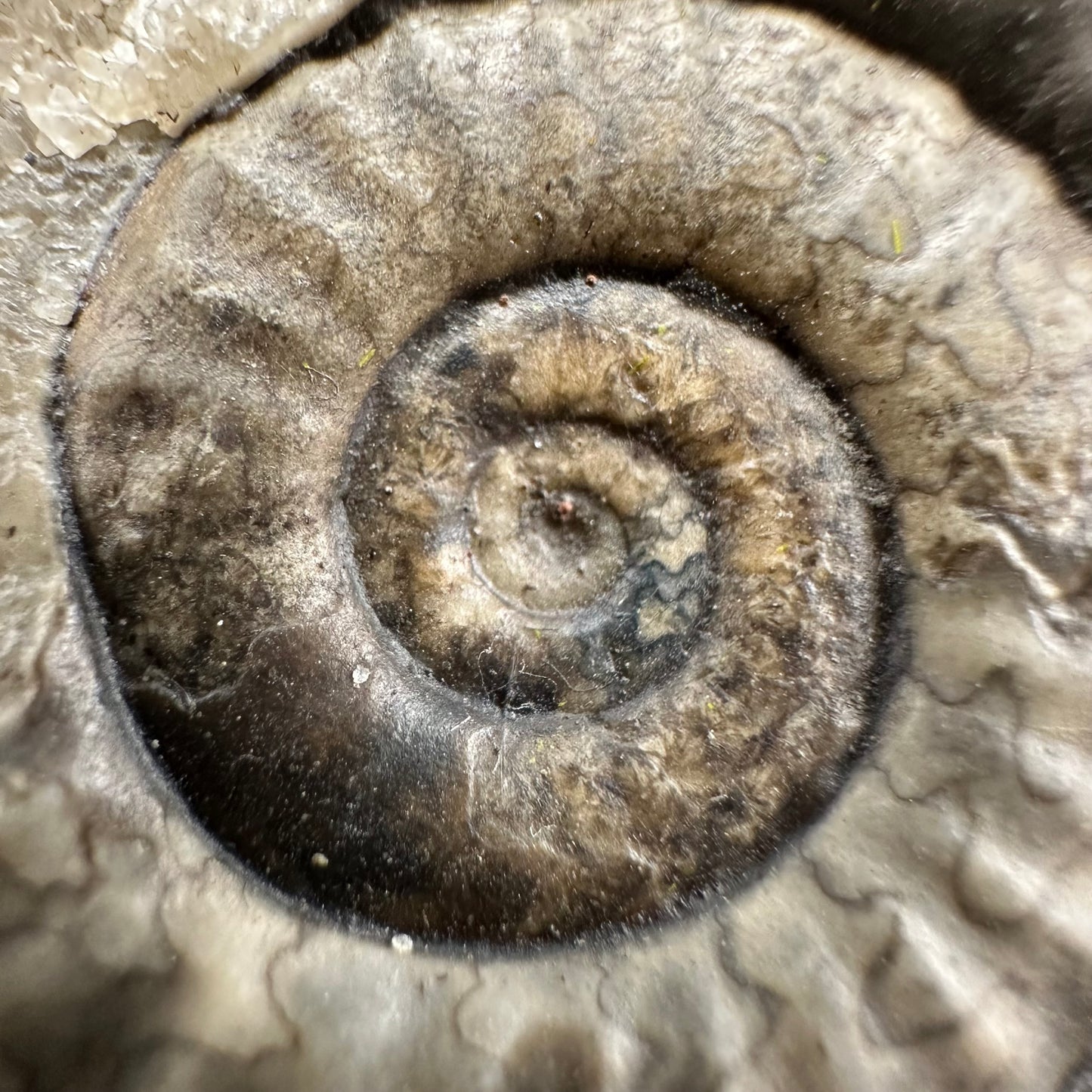 Arnioceras ammonite shell fossil with box and stand - Whitby, North Yorkshire Jurassic Coast Yorkshire Fossils