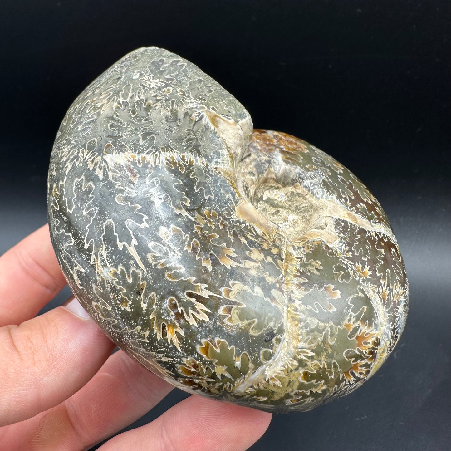 Puzosia Ammonite Fossil With Box And Stand - Cretaceous Ammonite Madagascar