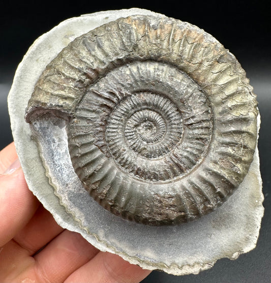 Dactylioceras Ammonite Fossil With Box And Stand - Whitby, North Yorkshire Jurassic Coast Yorkshire Fossils