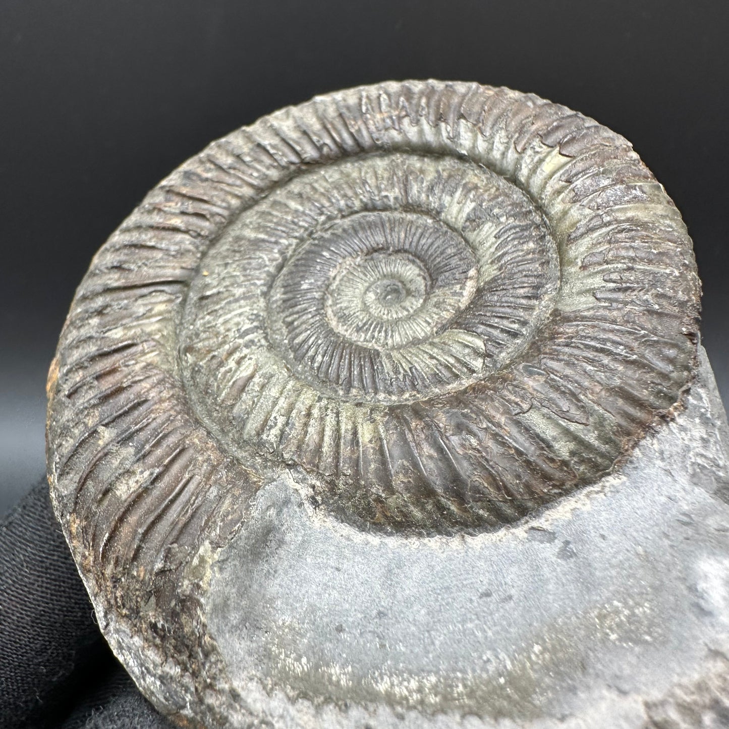 Dactylioceras Ammonite Fossil With Box And Stand - Whitby, North Yorkshire Jurassic Coast Yorkshire Fossils