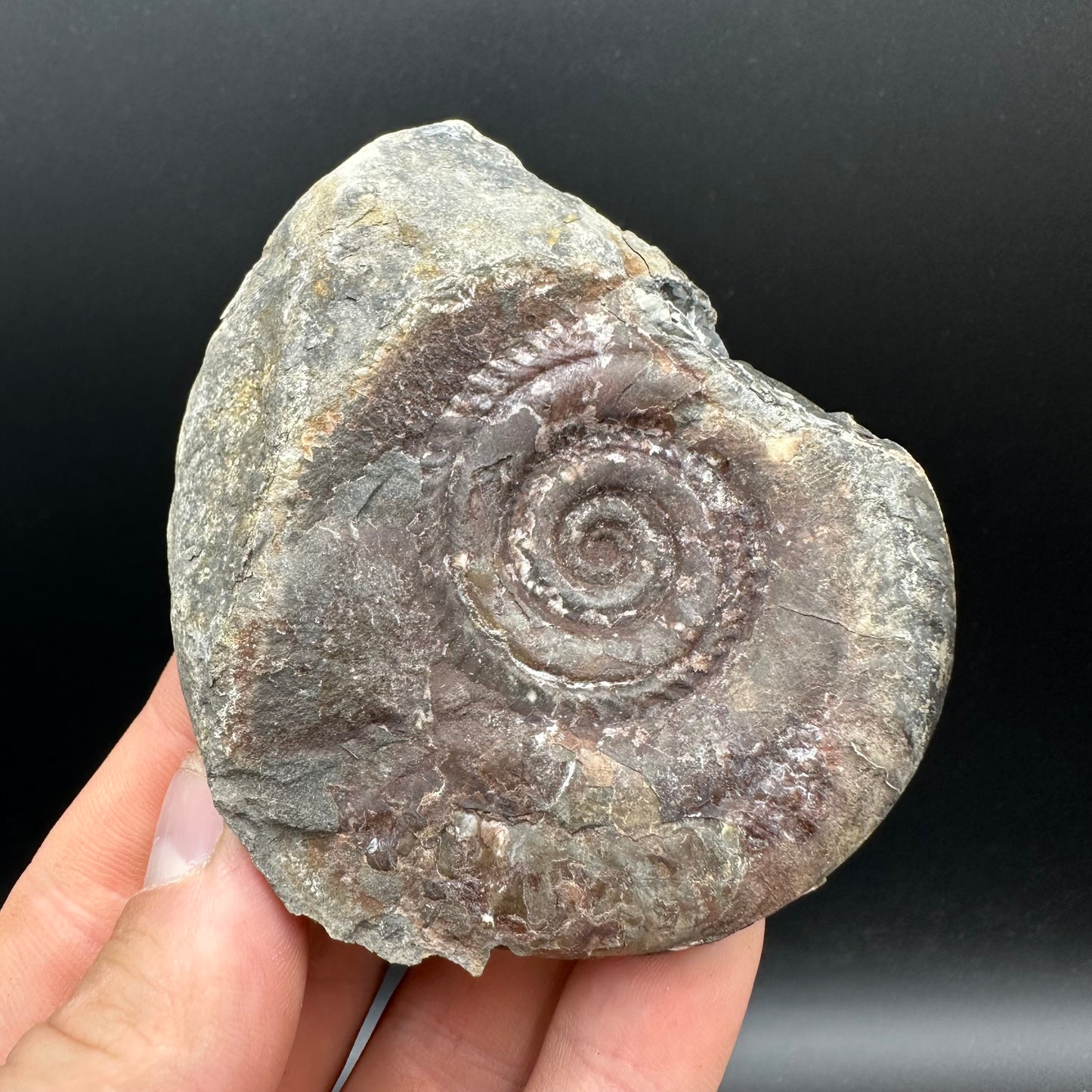 Hildoceras bifrons Ammonite Nodule (split pair) Fossil With Box And Stand - Whitby, North Yorkshire Jurassic Coast Yorkshire Fossils