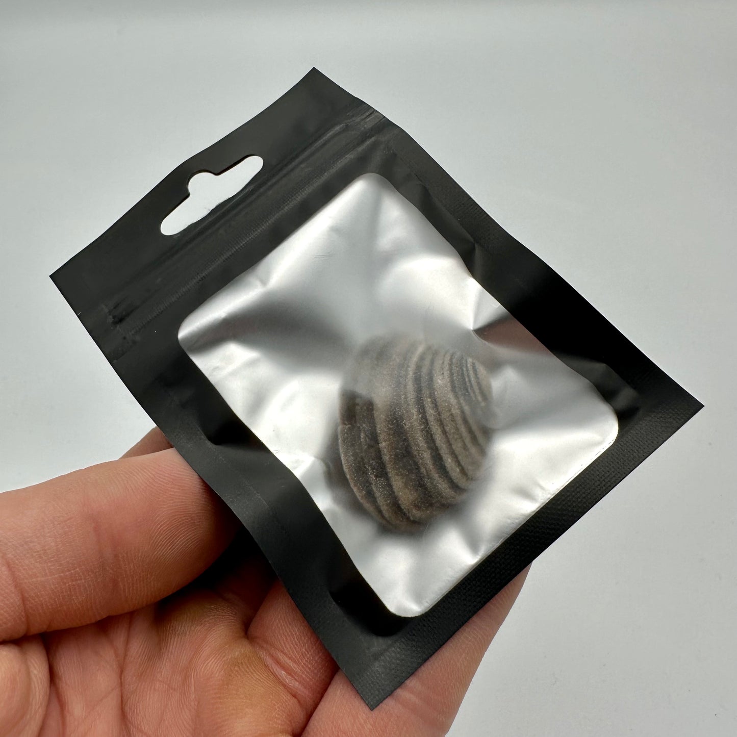 Cardinia Shell fossil - Whitby, North Yorkshire