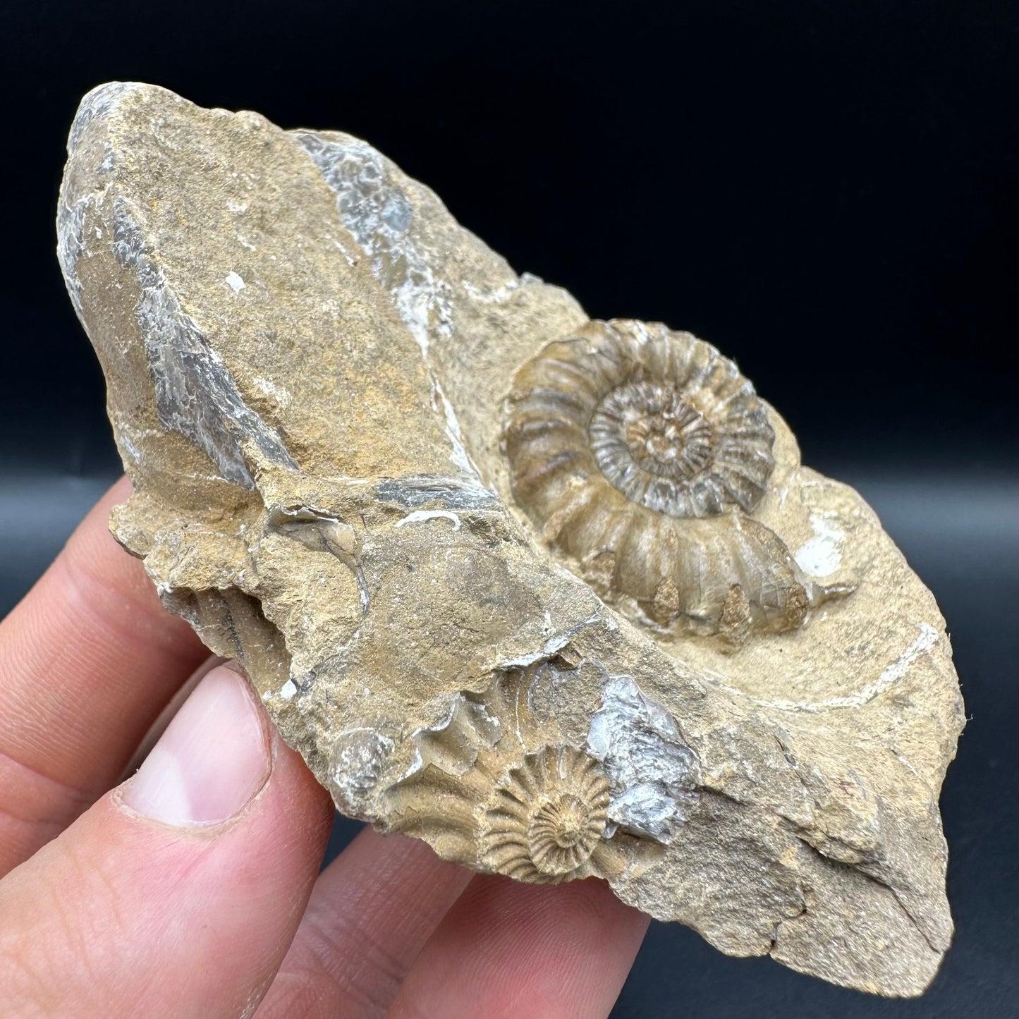 Androgynoceras capricornus Ammonite fossil with box and stand - Whitby, North Yorkshire Jurassic Coast Yorkshire Fossils