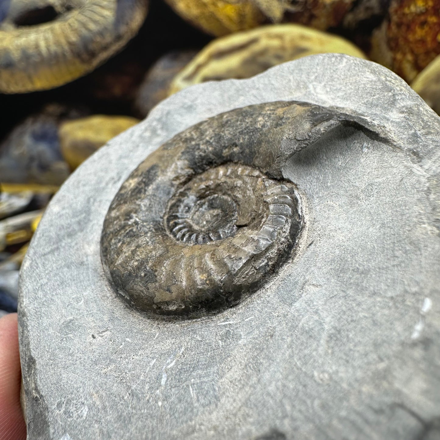 Grammoceras thoaurense ammonite shell fossil - Whitby, North Yorkshire